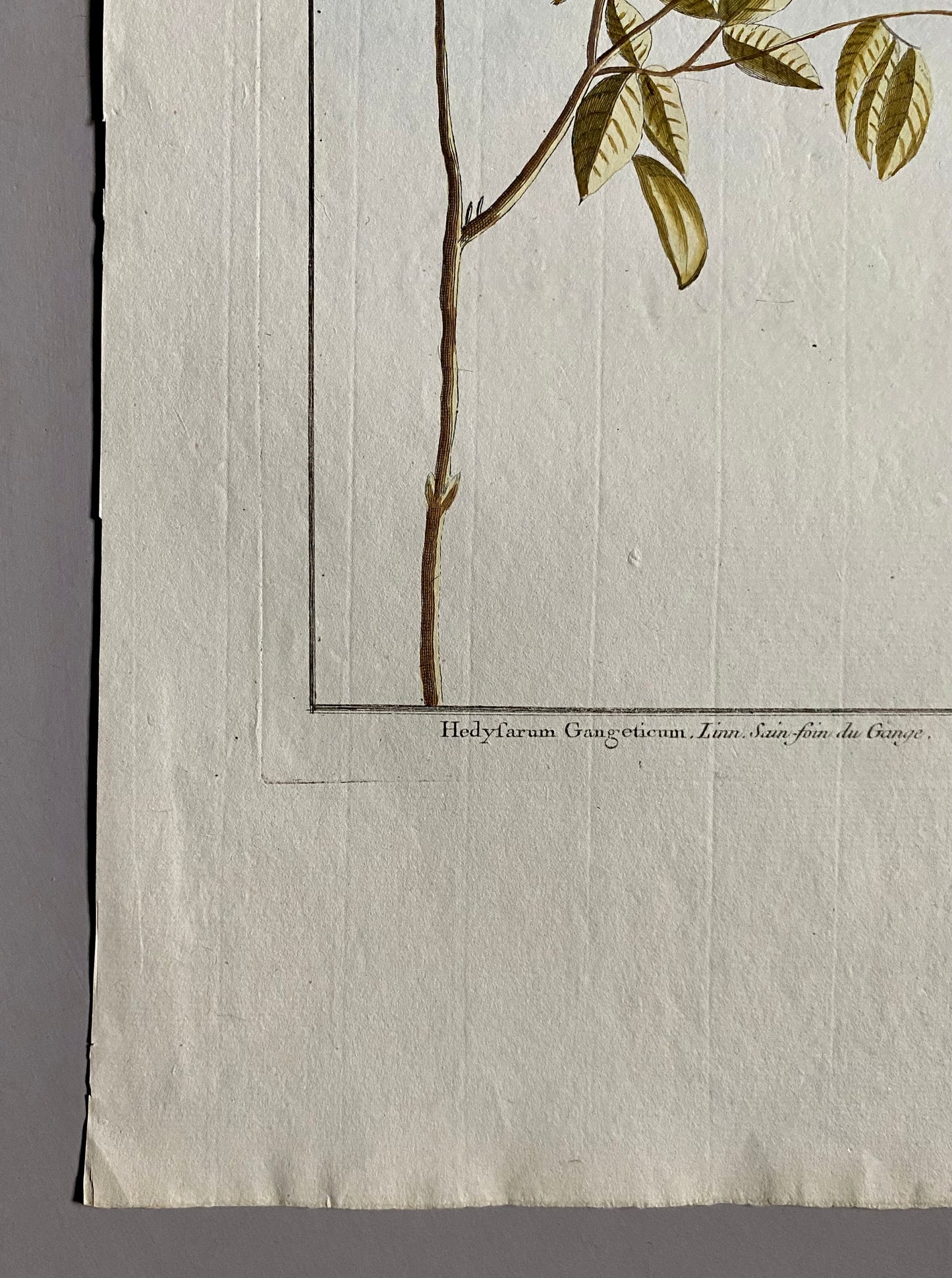 Hedyfarum Gangeticum. A Hand Coloured copper Plate Engraving by Pierre Joseph Buchoz. Circa 1770. Size: 47.5 x 29 cms.
