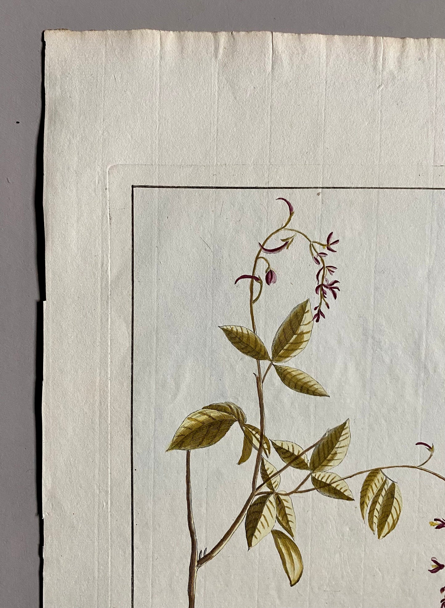 Hedyfarum Gangeticum. A Hand Coloured copper Plate Engraving by Pierre Joseph Buchoz. Circa 1770. Size: 47.5 x 29 cms.