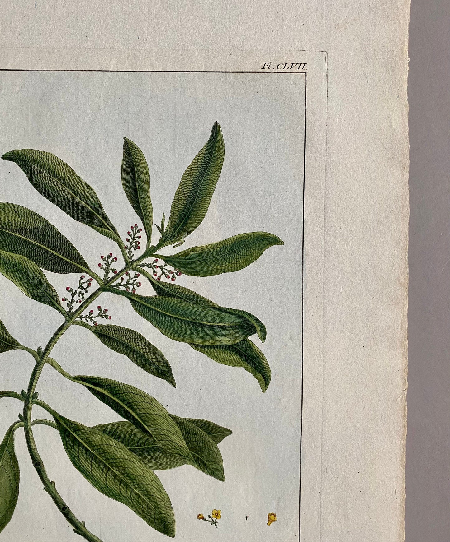 Olea Americana. An Original Hand Coloured Copper Plate Engraving by Pierre Joseph Buchoz. 1770s. Size: 47.5 x 29 cms.