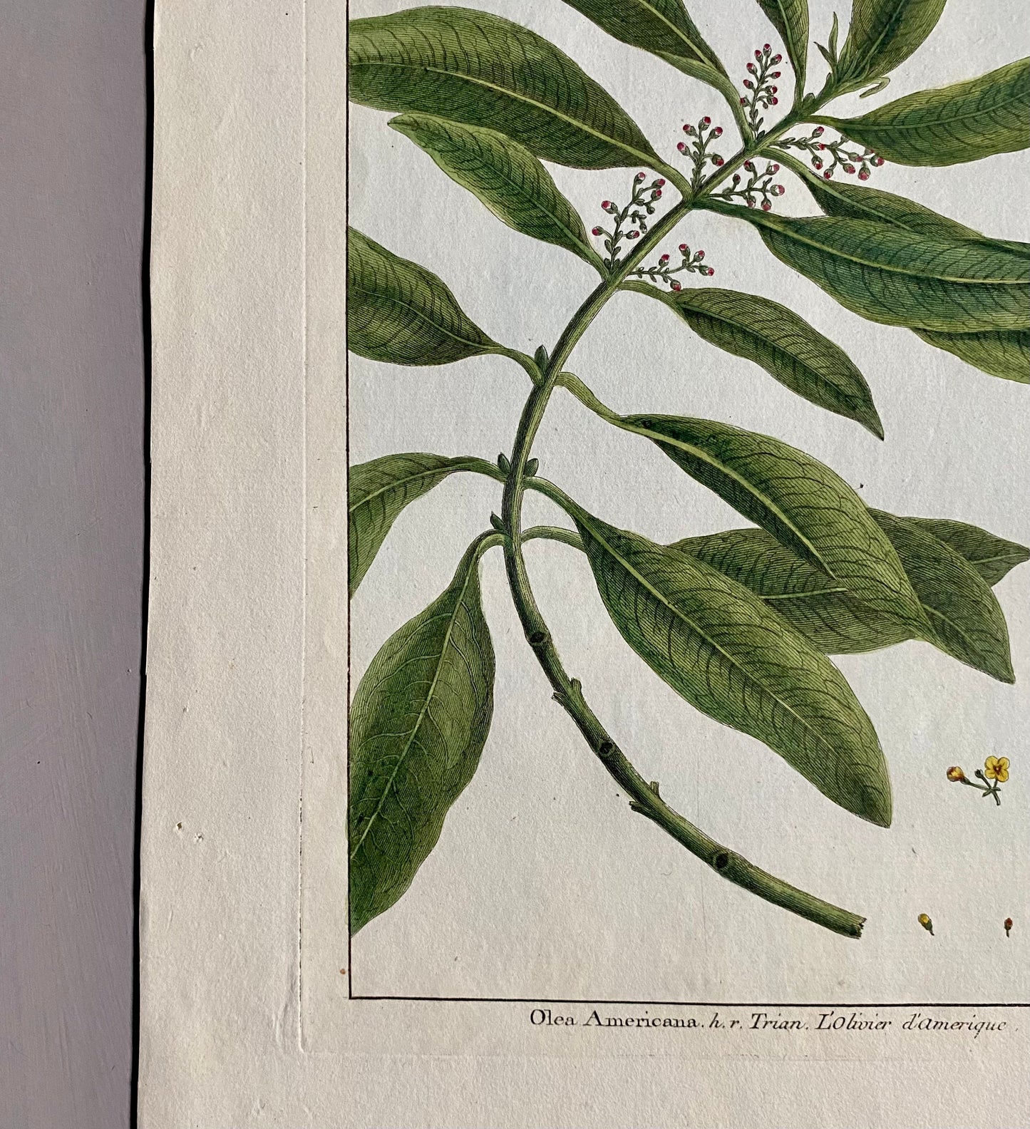 Olea Americana. An Original Hand Coloured Copper Plate Engraving by Pierre Joseph Buchoz. 1770s. Size: 47.5 x 29 cms.