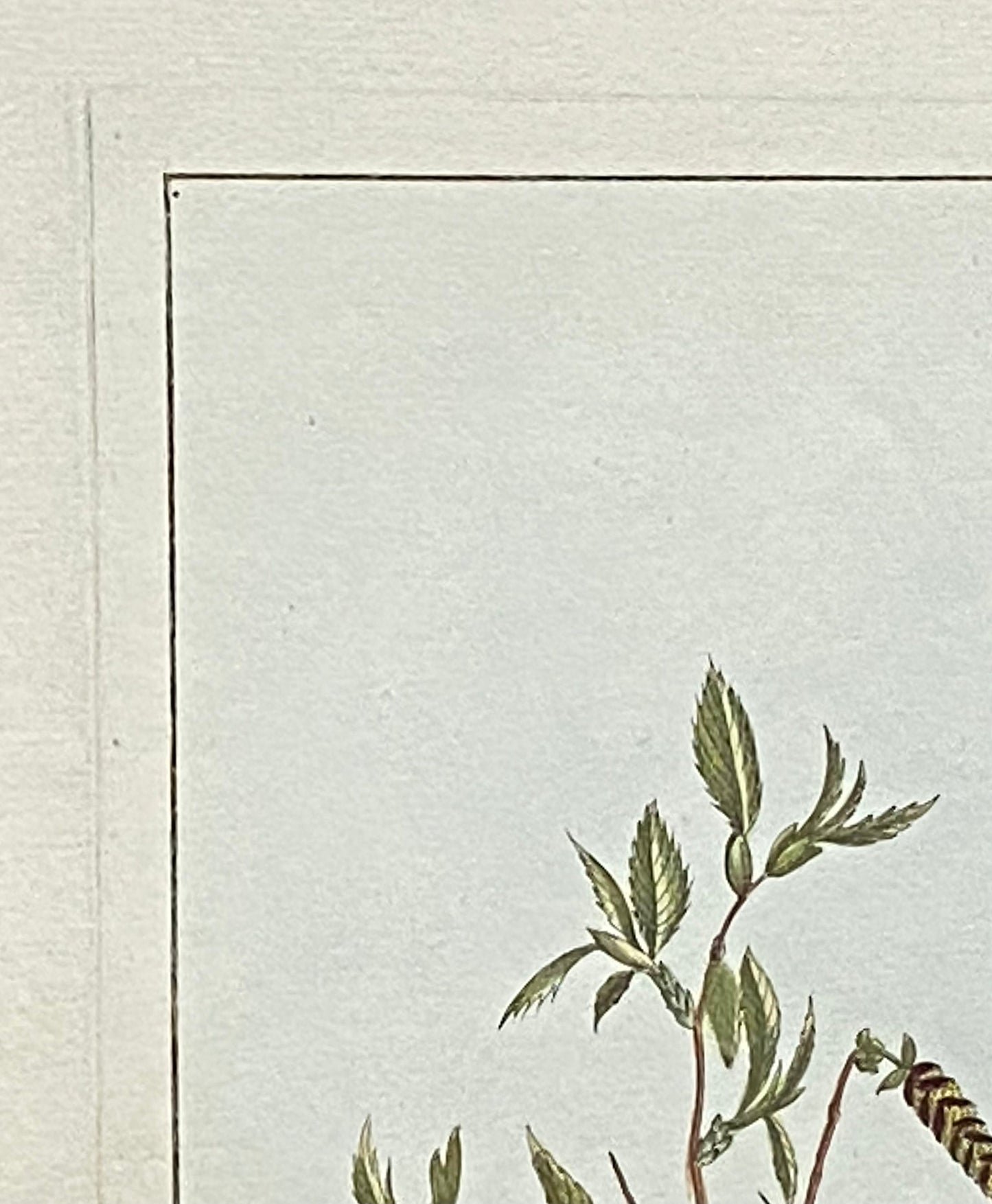 Betula Americana. A Hand Coloured Copper Plate Engraving by Pierre Joseph Buchoz. Circa 1770. Size: 47.5 x 29 cms.
