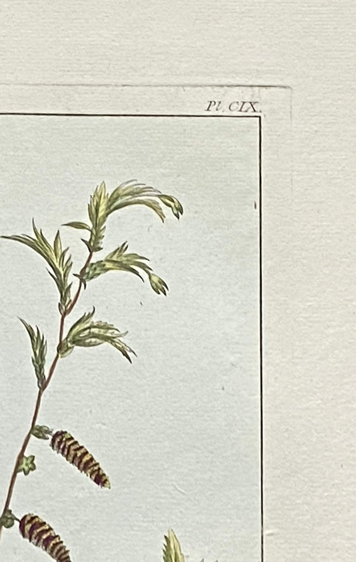 Betula Americana. A Hand Coloured Copper Plate Engraving by Pierre Joseph Buchoz. Circa 1770. Size: 47.5 x 29 cms.