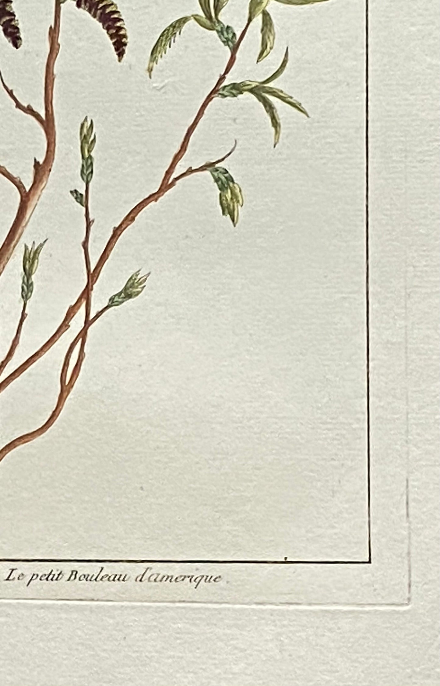 Betula Americana. A Hand Coloured Copper Plate Engraving by Pierre Joseph Buchoz. Circa 1770. Size: 47.5 x 29 cms.