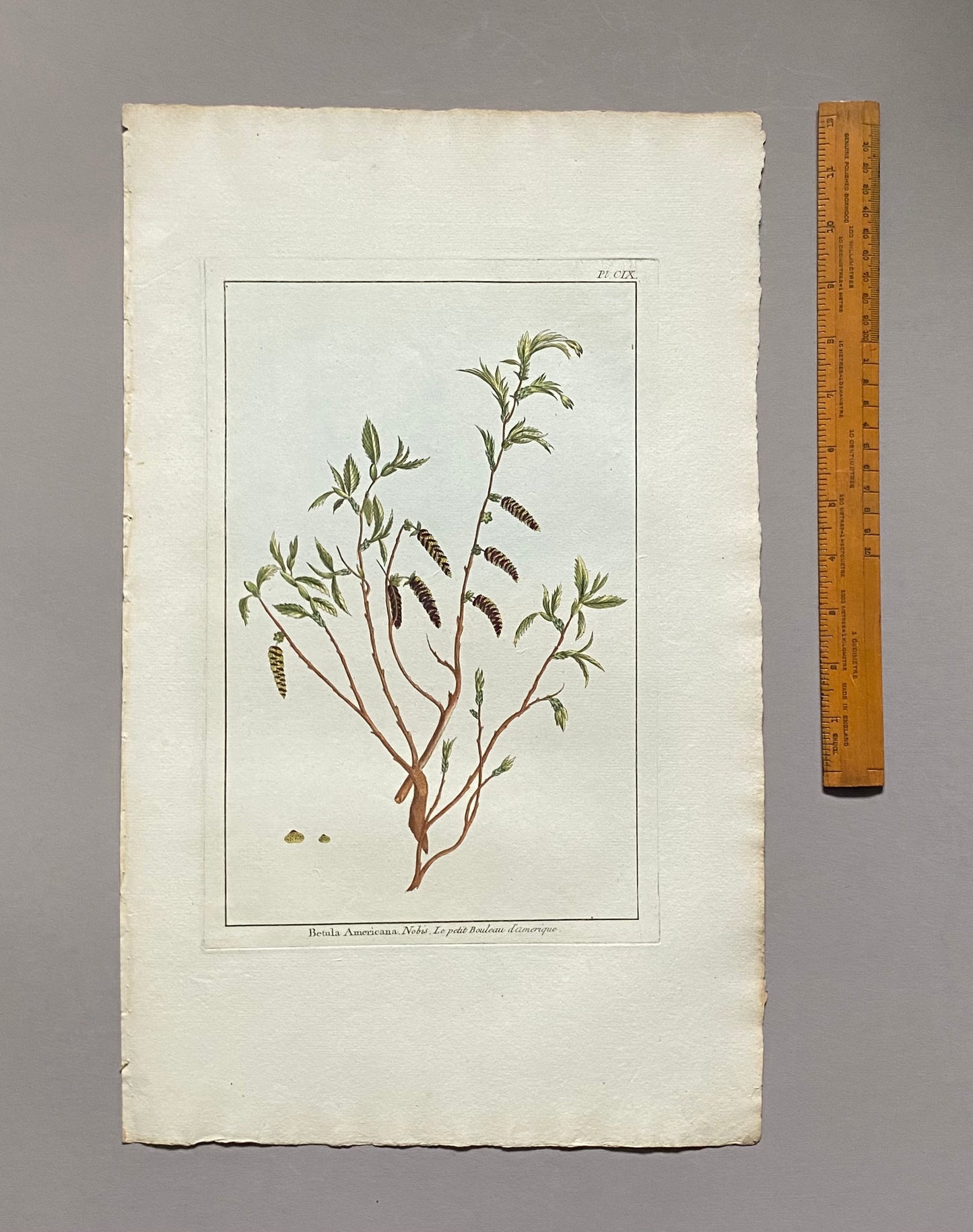 Betula Americana. A Hand Coloured Copper Plate Engraving by Pierre Joseph Buchoz. Circa 1770. Size: 47.5 x 29 cms.