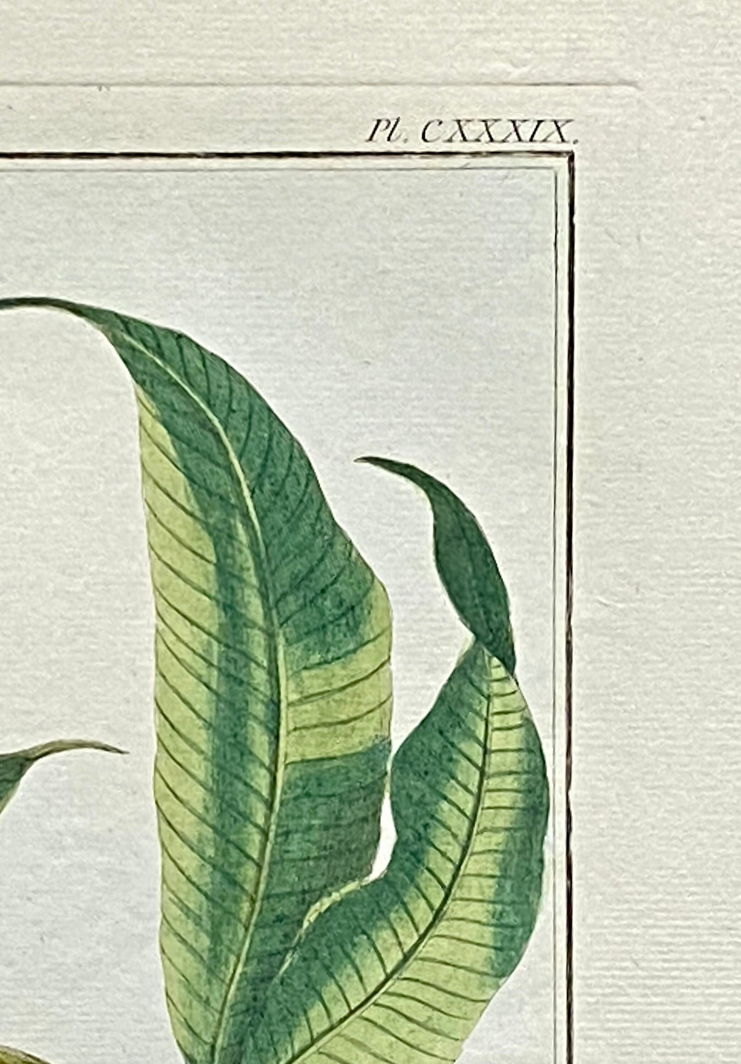 Mimosa contorta. A Hand Coloured Copper Plate Engraving by Pierre Joseph Buchoz. Circa 1770. Size: 47.5 x 29 cms.