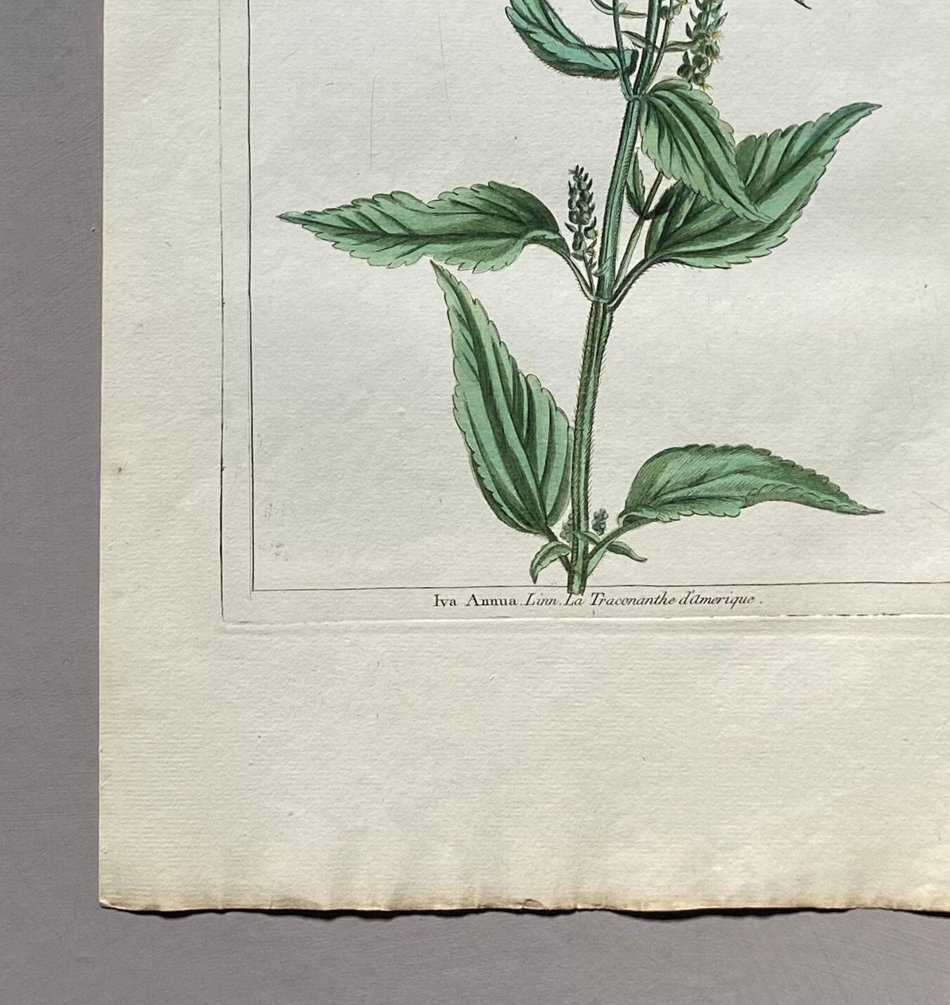 Iva Annua. Sumpweed. A Hand Coloured Copper Plate Engraving by Pierre Joseph Buchoz. Circa 1770. Size: 47.5 x 29 cms.