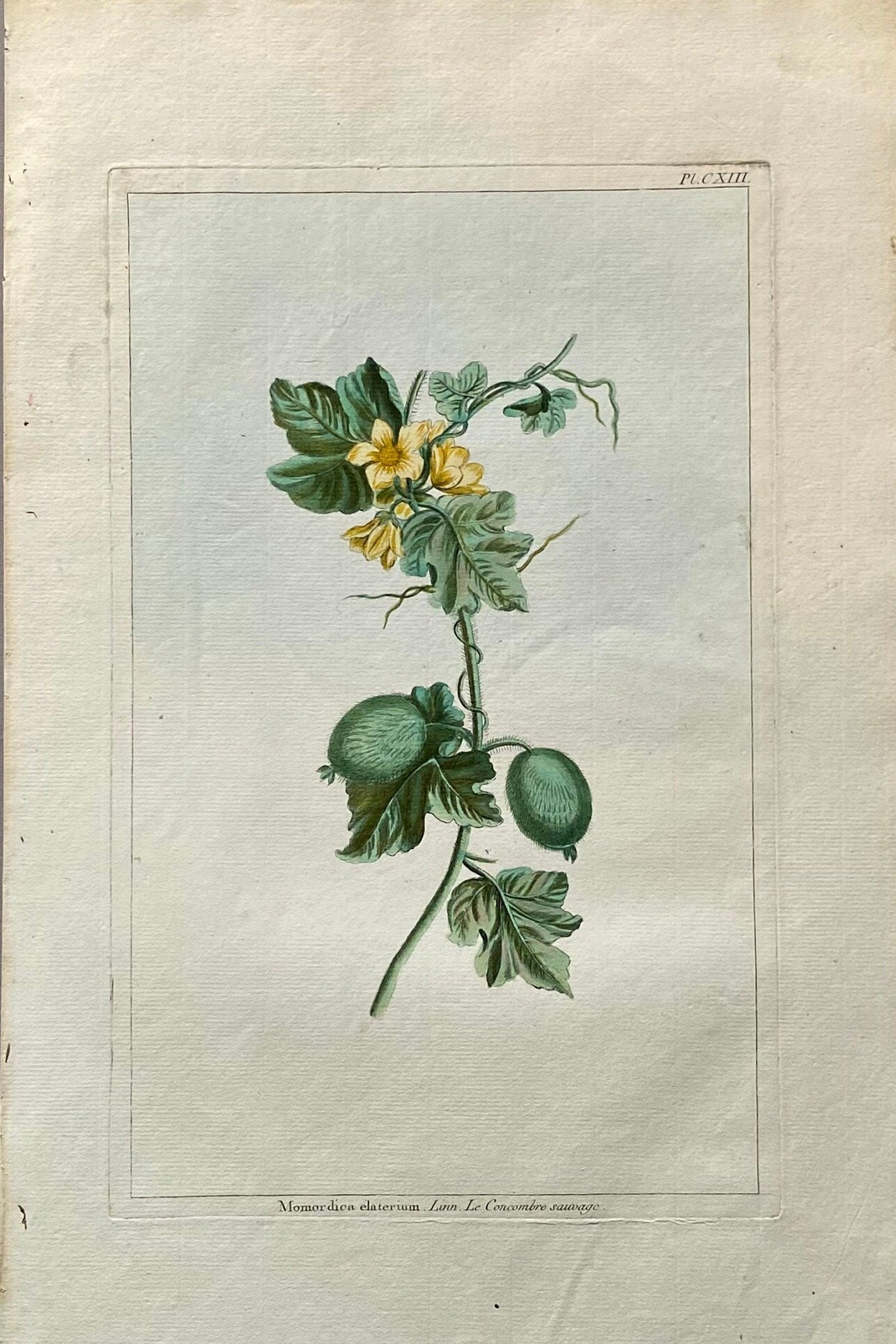 Momordica elartarium. A Hand Coloured Copper Plate Engraving by Pierre Joseph Buchoz. Circa 1770. Size: 47.5 x 29 cms.