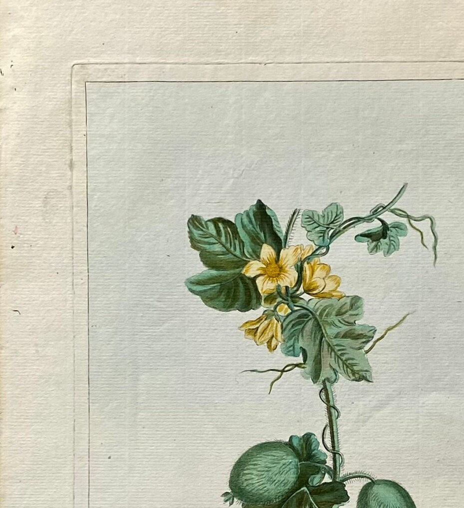 Momordica elartarium. A Hand Coloured Copper Plate Engraving by Pierre Joseph Buchoz. Circa 1770. Size: 47.5 x 29 cms.