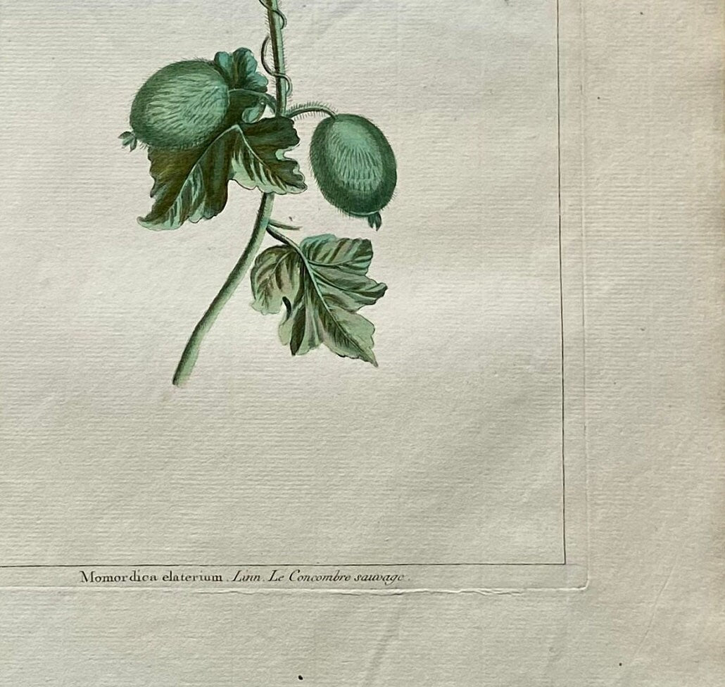 Momordica elartarium. A Hand Coloured Copper Plate Engraving by Pierre Joseph Buchoz. Circa 1770. Size: 47.5 x 29 cms.