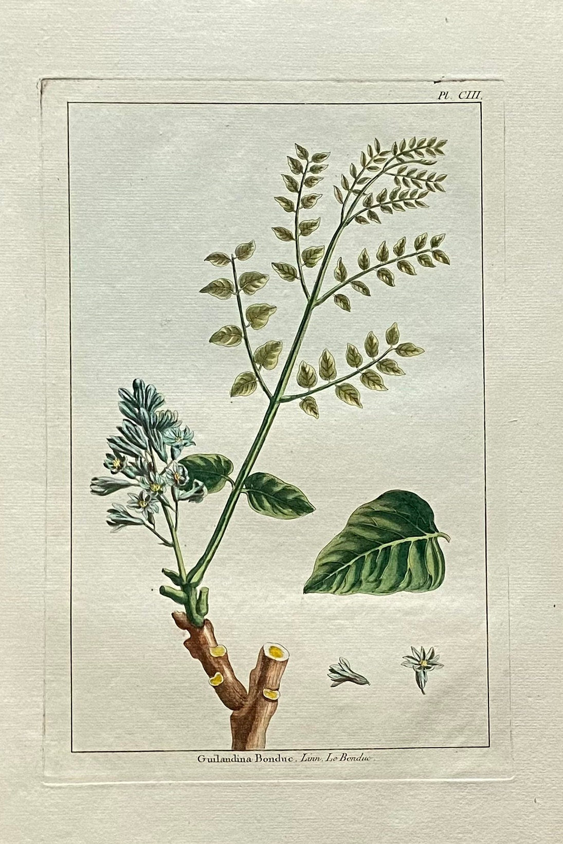 Guilandina Bonduc. A Hand Coloured Copper Plate Engraving by Pierre Joseph Buchoz. Circa 1770. Size: 47.5 x 29 cms.
