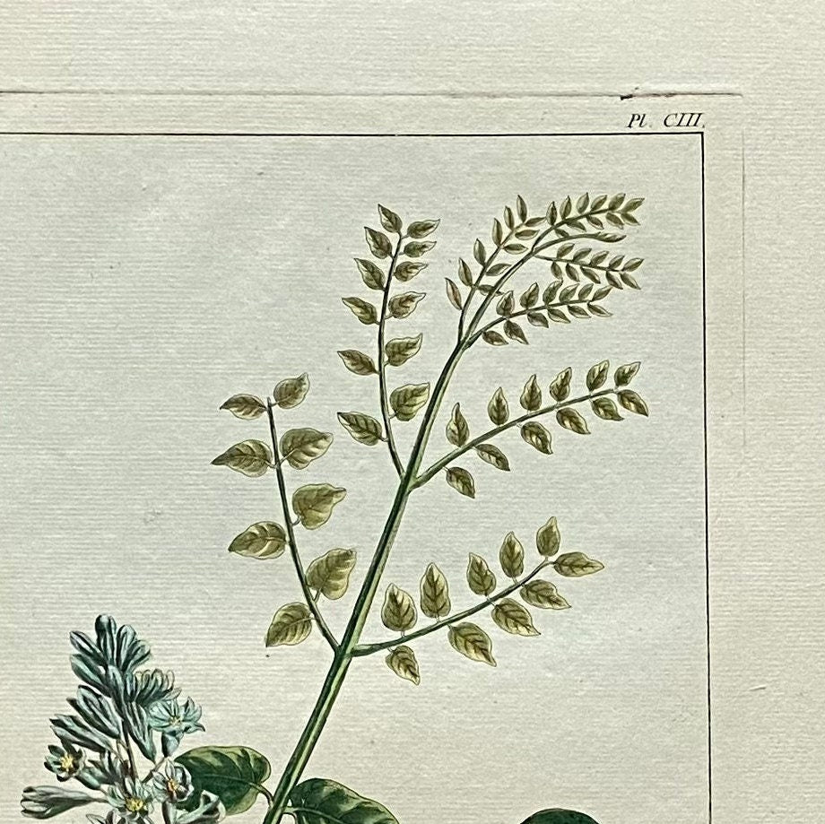 Guilandina Bonduc. A Hand Coloured Copper Plate Engraving by Pierre Joseph Buchoz. Circa 1770. Size: 47.5 x 29 cms.