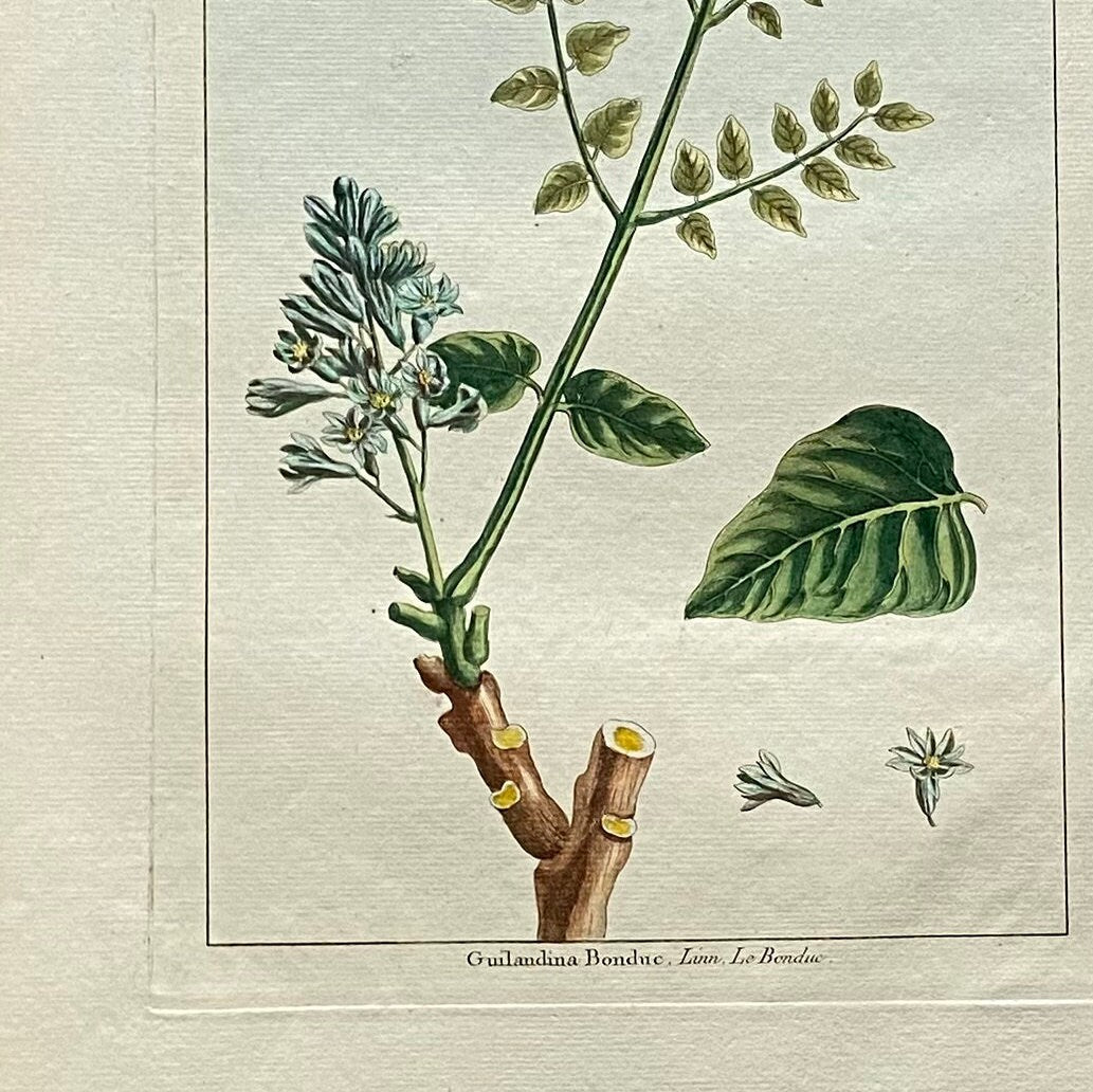 Guilandina Bonduc. A Hand Coloured Copper Plate Engraving by Pierre Joseph Buchoz. Circa 1770. Size: 47.5 x 29 cms.