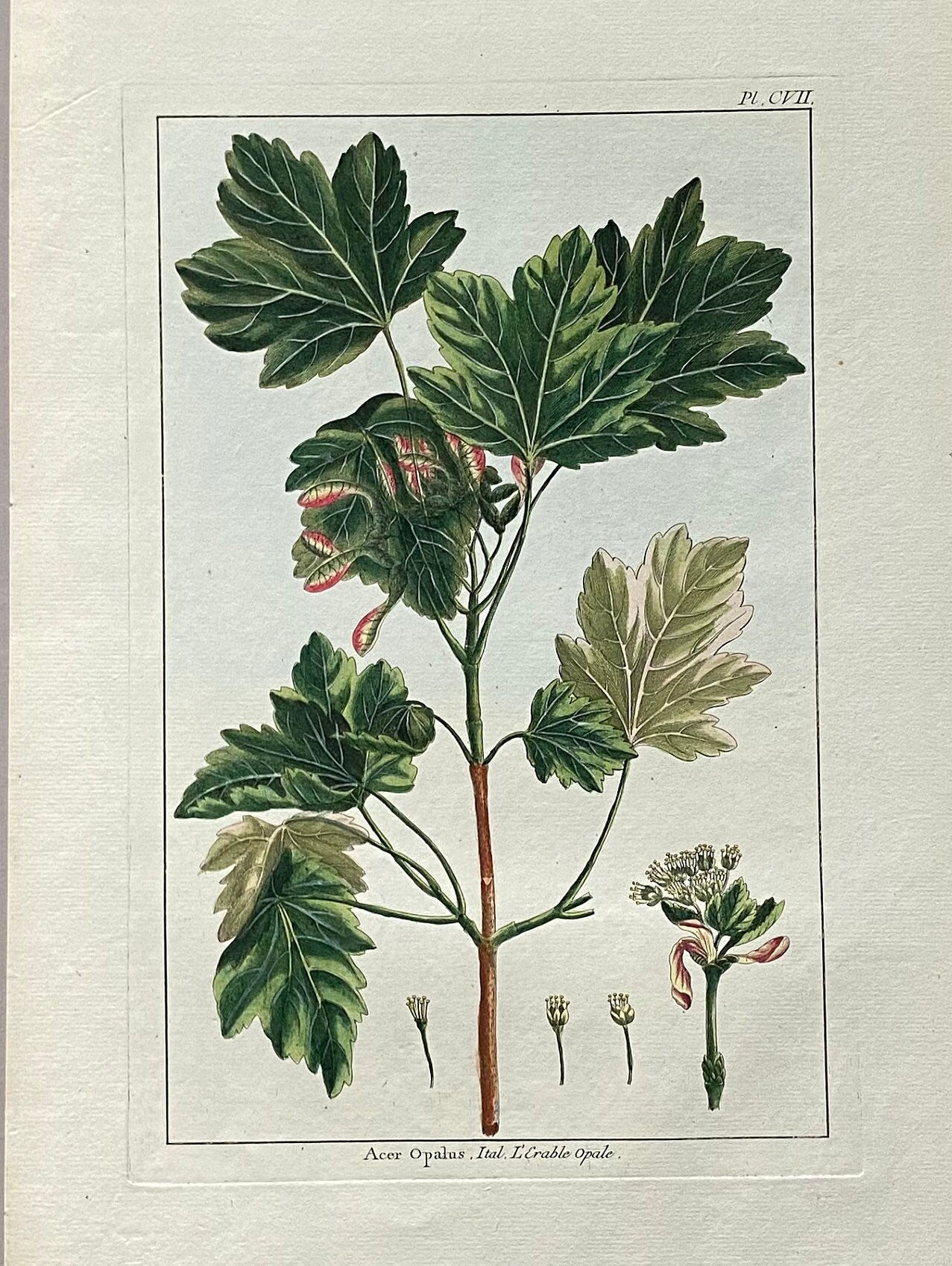 Acer Opalus. A Hand Coloured Copper Plate Engraving by Pierre Joseph Buchoz. Circa 1770. Size: 47.5 x 29 cms.