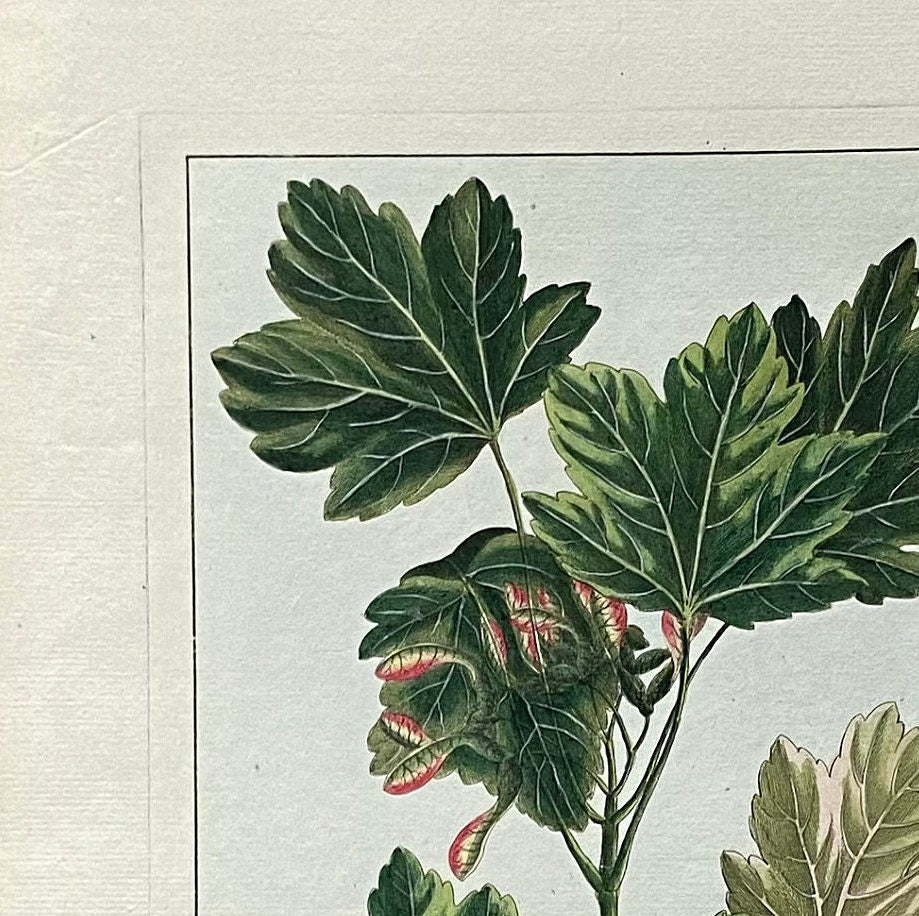 Acer Opalus. A Hand Coloured Copper Plate Engraving by Pierre Joseph Buchoz. Circa 1770. Size: 47.5 x 29 cms.