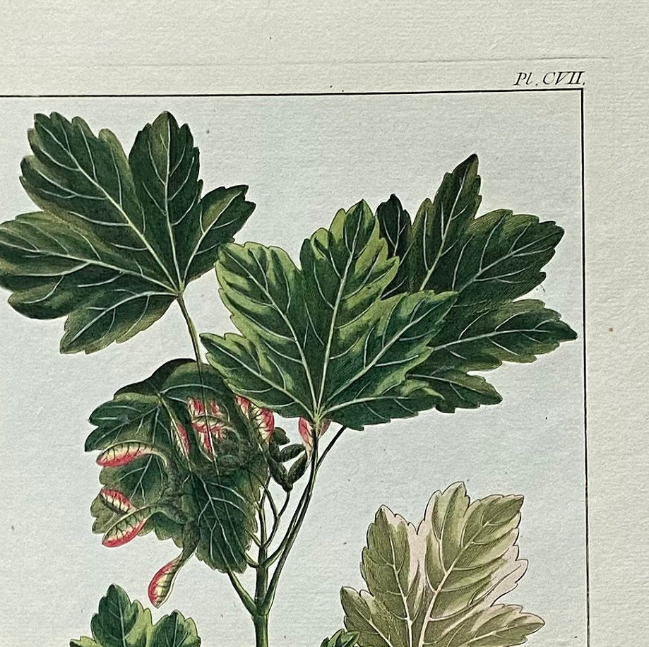 Acer Opalus. A Hand Coloured Copper Plate Engraving by Pierre Joseph Buchoz. Circa 1770. Size: 47.5 x 29 cms.
