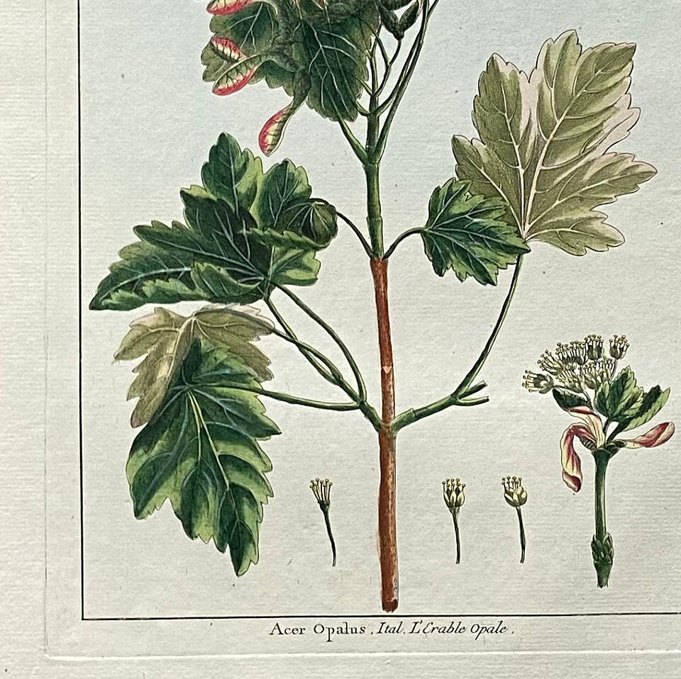 Acer Opalus. A Hand Coloured Copper Plate Engraving by Pierre Joseph Buchoz. Circa 1770. Size: 47.5 x 29 cms.