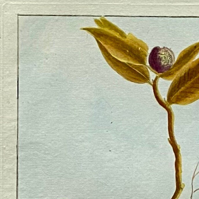 Victoria Borbonica. A Hand Coloured Copper Plate Engraving by Pierre Joseph Buchoz circa 1770. Size: 47.5 x 29 cms.