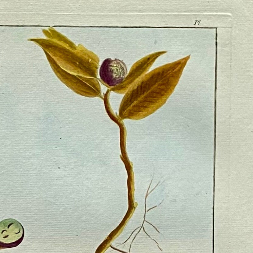 Victoria Borbonica. A Hand Coloured Copper Plate Engraving by Pierre Joseph Buchoz circa 1770. Size: 47.5 x 29 cms.