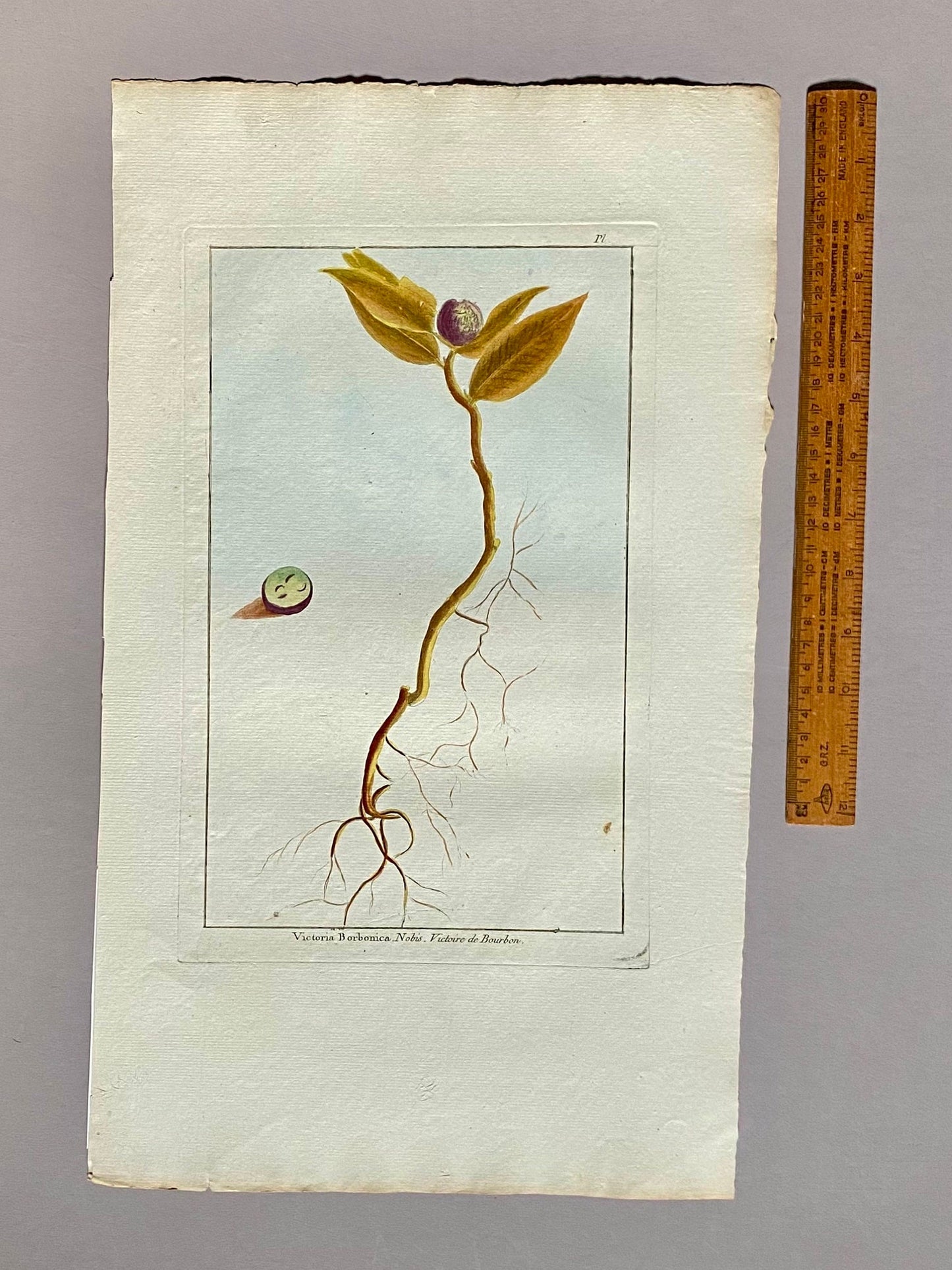 Victoria Borbonica. A Hand Coloured Copper Plate Engraving by Pierre Joseph Buchoz circa 1770. Size: 47.5 x 29 cms.