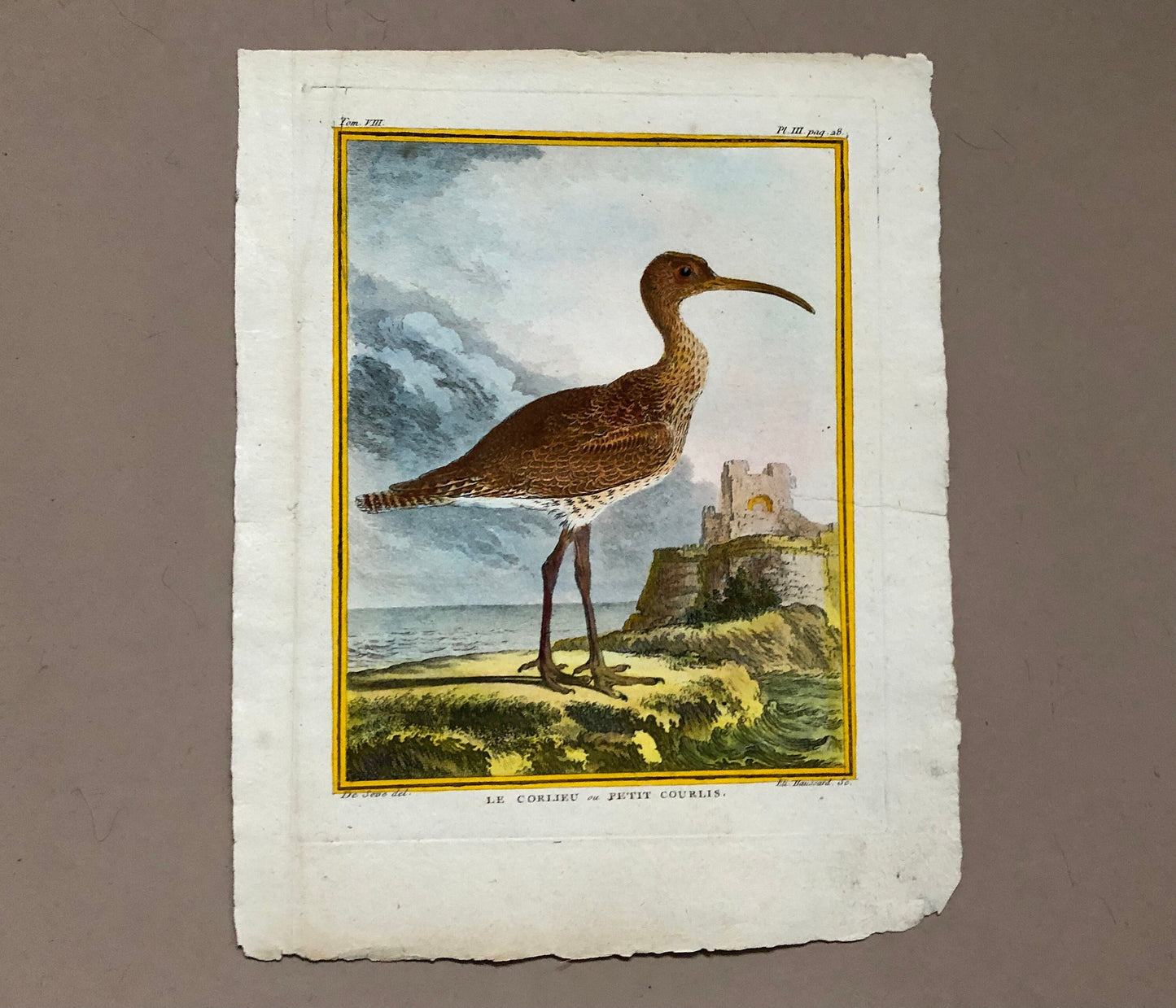 Le Corlieu ou Petit Courlis. An Engraving From “ Histoire Naturelle Des Oiseaux” by Buffon. Circa 1780 . Size: 27 x 21 .5 cms.