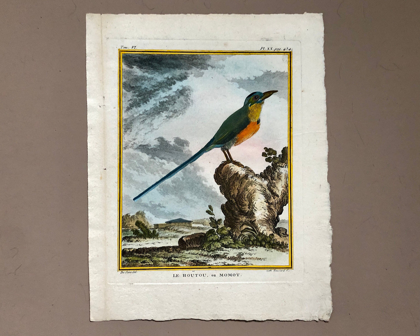 Le Houtou. An Engraving From ‘Histoire Naturelle Des Oiseaux’ by Buffon. Circa 1770. Fine Condition. Size: 26.6 x 21 cms.