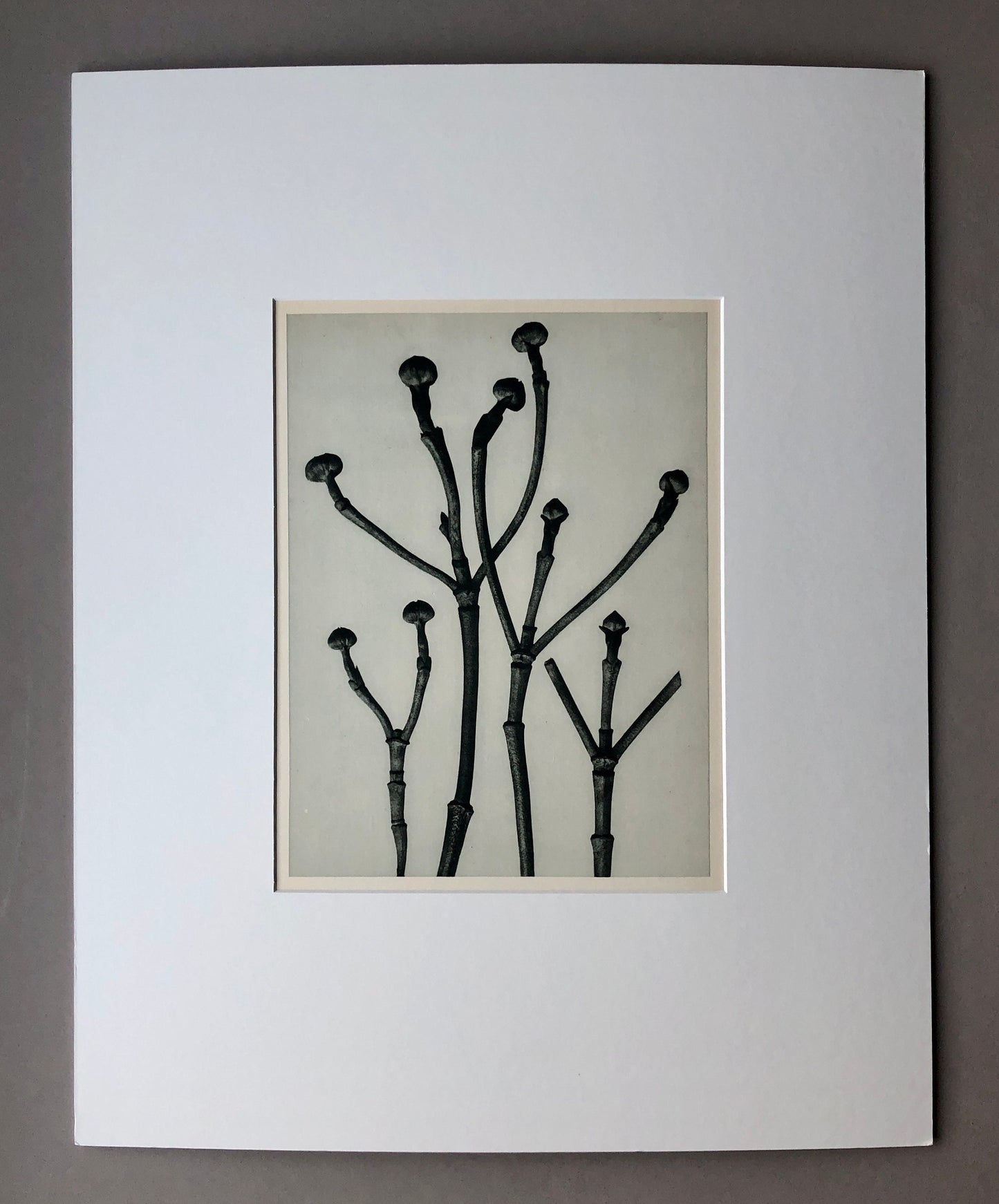 An Original Photogravure by Karl Blossfeldt. Cornus Florida. Flowering Dogwood. 1930’s. Size with mount: 50 x 39.7 cms.