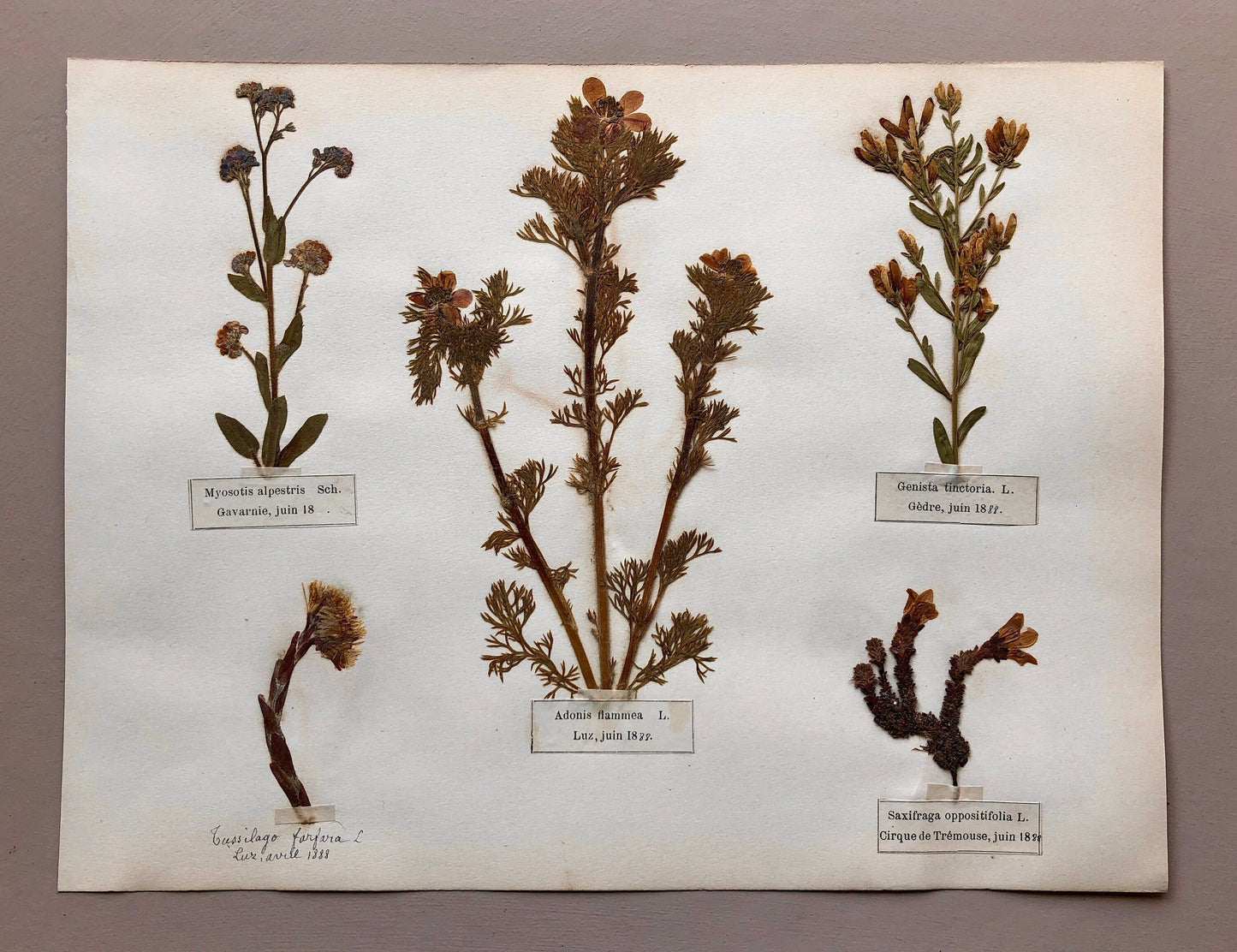 A Genuine French Herbiere. Of Excellent Quality. Winner of the Legion d’honneur. Dated 1888. Size: 23.5 x 31 cms.