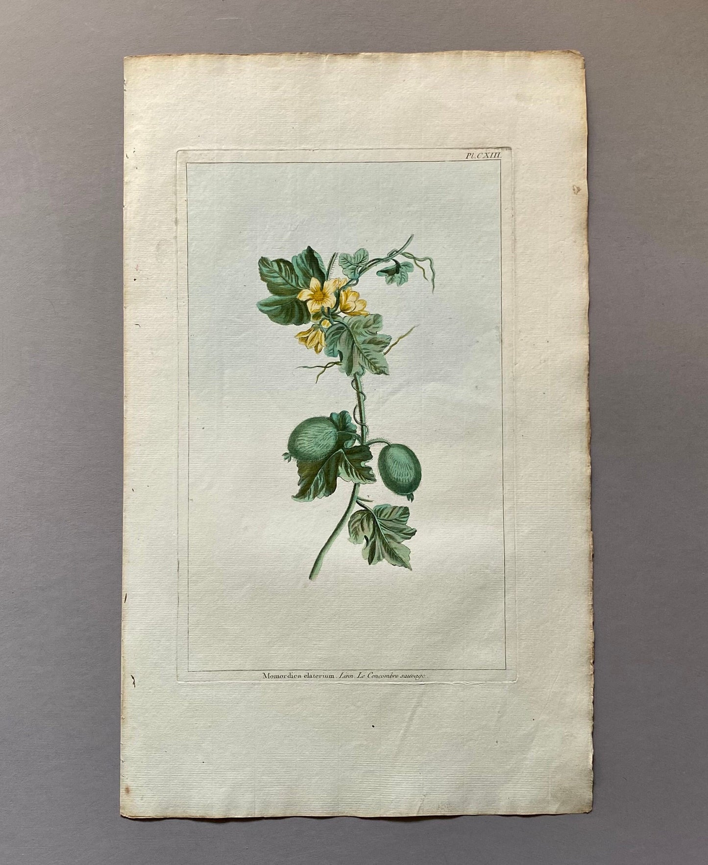 Momordica elartarium. A Hand Coloured Copper Plate Engraving by Pierre Joseph Buchoz. Circa 1770. Size: 47.5 x 29 cms.