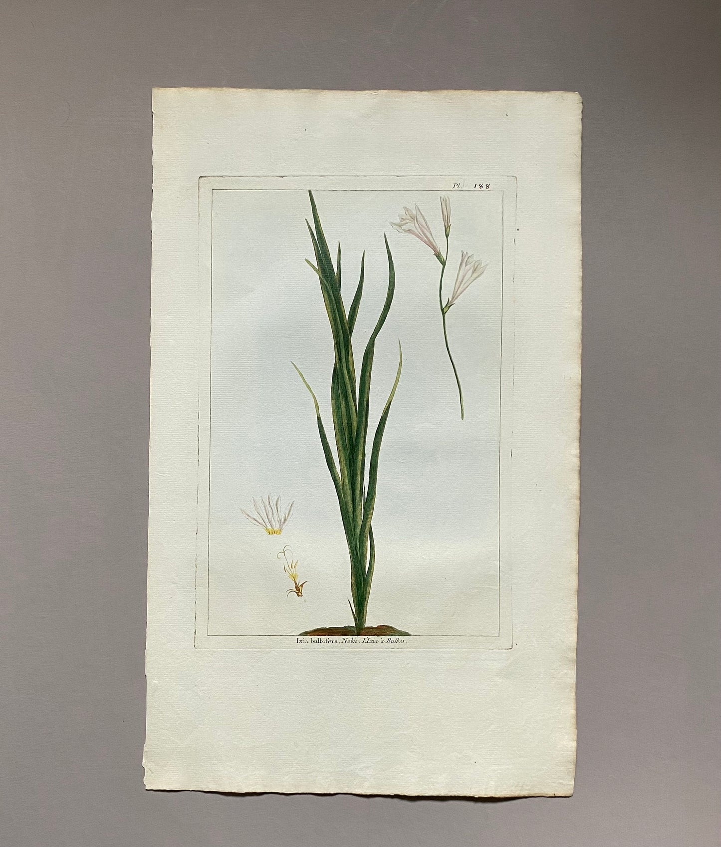 Ixia Bulbifera. A Hand Coloured Copper Plate Engraving by Pierre Joseph Buchoz. Circa 1770. Size: 47.5 x 29 cms.