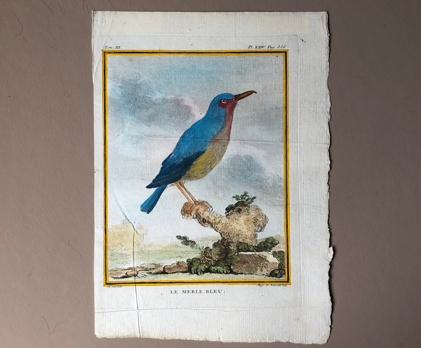 Le Merle Bleu. An Original Hand Painted Engraving From “Histoire Naturelle Des Oiseaux” by Buffon. Circa 1780. Size: 28 x 20cms.
