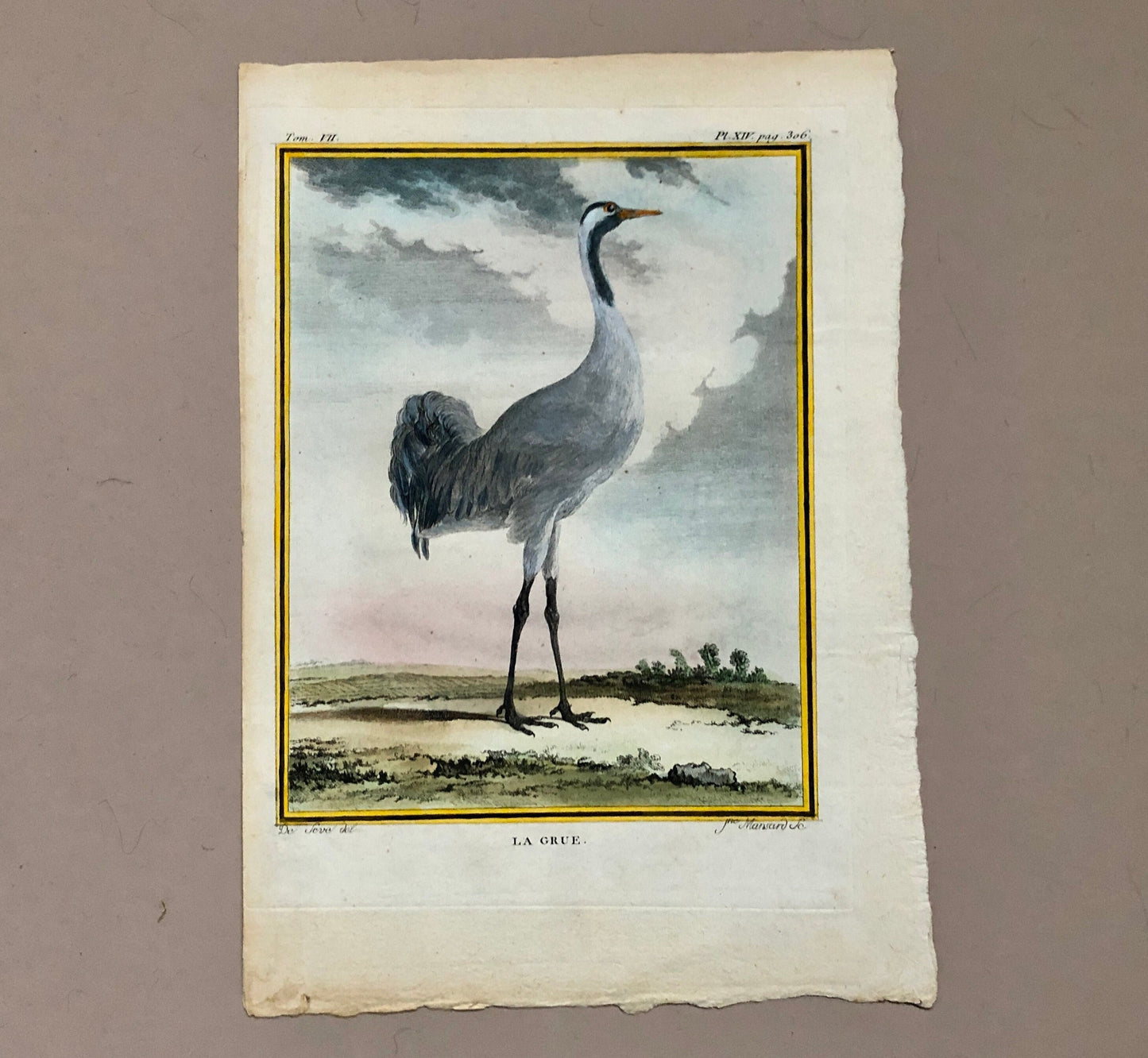 Le Grue. An Antique Engraving from “Histoire Naturelle Des Oiseaux’ by Buffon. Engraved by Mansard. Circa 1780. Size: 27 x 19 cms.