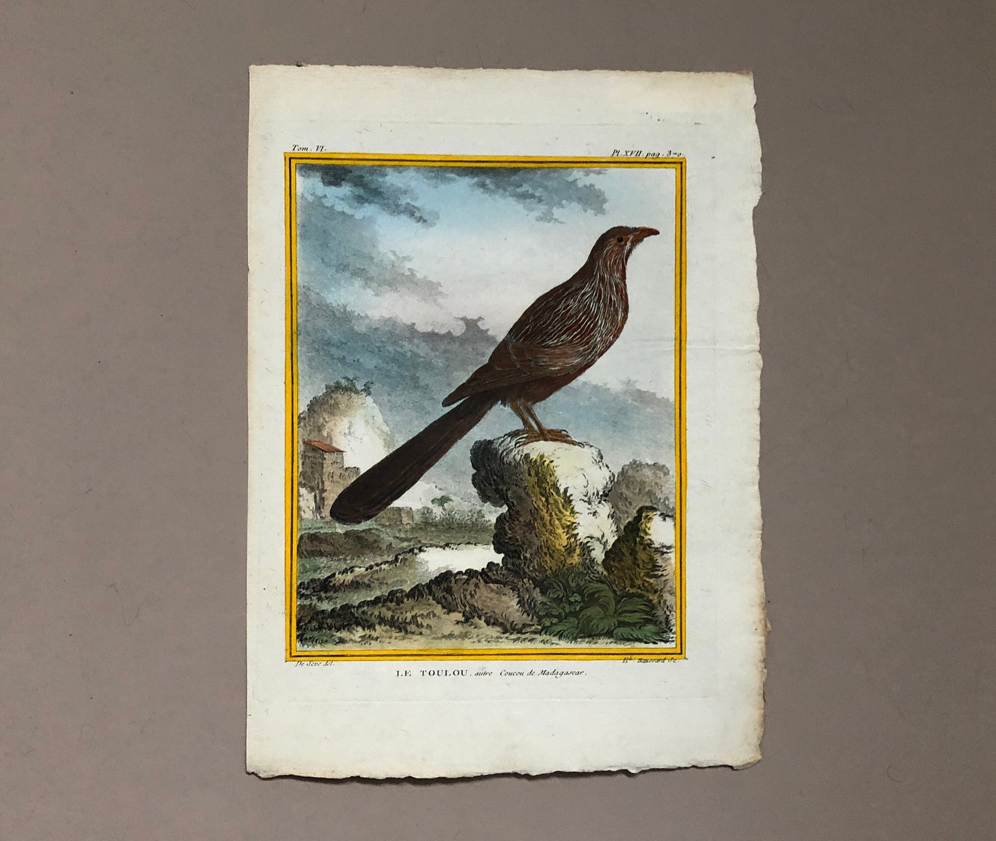 Le Toulou. An Antique Engraving from “Histoire Naturelle Des Oiseaux’ by Buffon. Engraved by Haussard. Circa 1770. Size: 27 x 19.8 cms.
