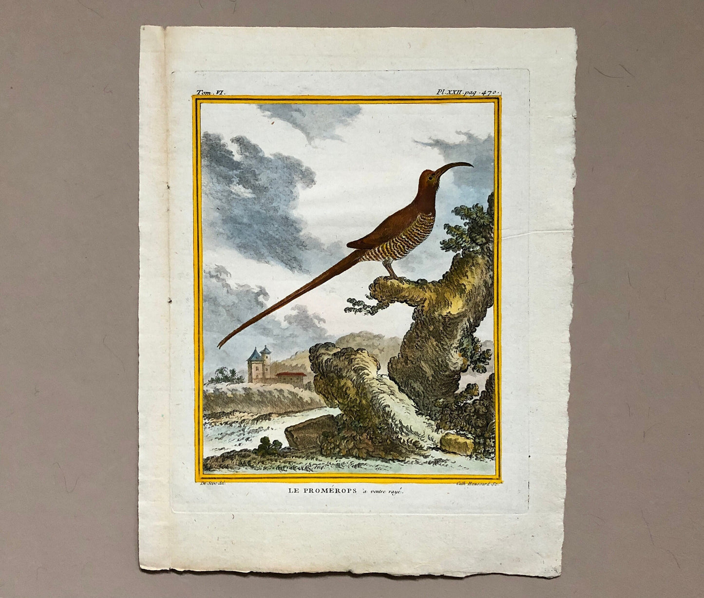 Le Promérops. An Engraving From ‘Histoire Naturelle Des Oiseaux’ by Buffon. Circa 1770. Excellent Condition. Size: 26.5 x 21 cms.
