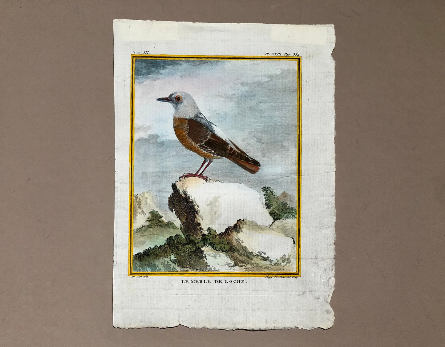 Le Merle De Roche. An Original Engraving From ‘Histoire Naturelle Des Oiseaux’ by Buffon. Engraved by Th. Rousselet. Size: 27 x 19.5 cms.