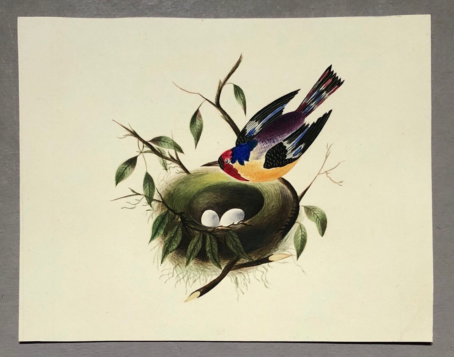 An Original Georgian Watercolour . A Bird and It’s Nest. White Paper Surround. Size: 12 x 15 cms.