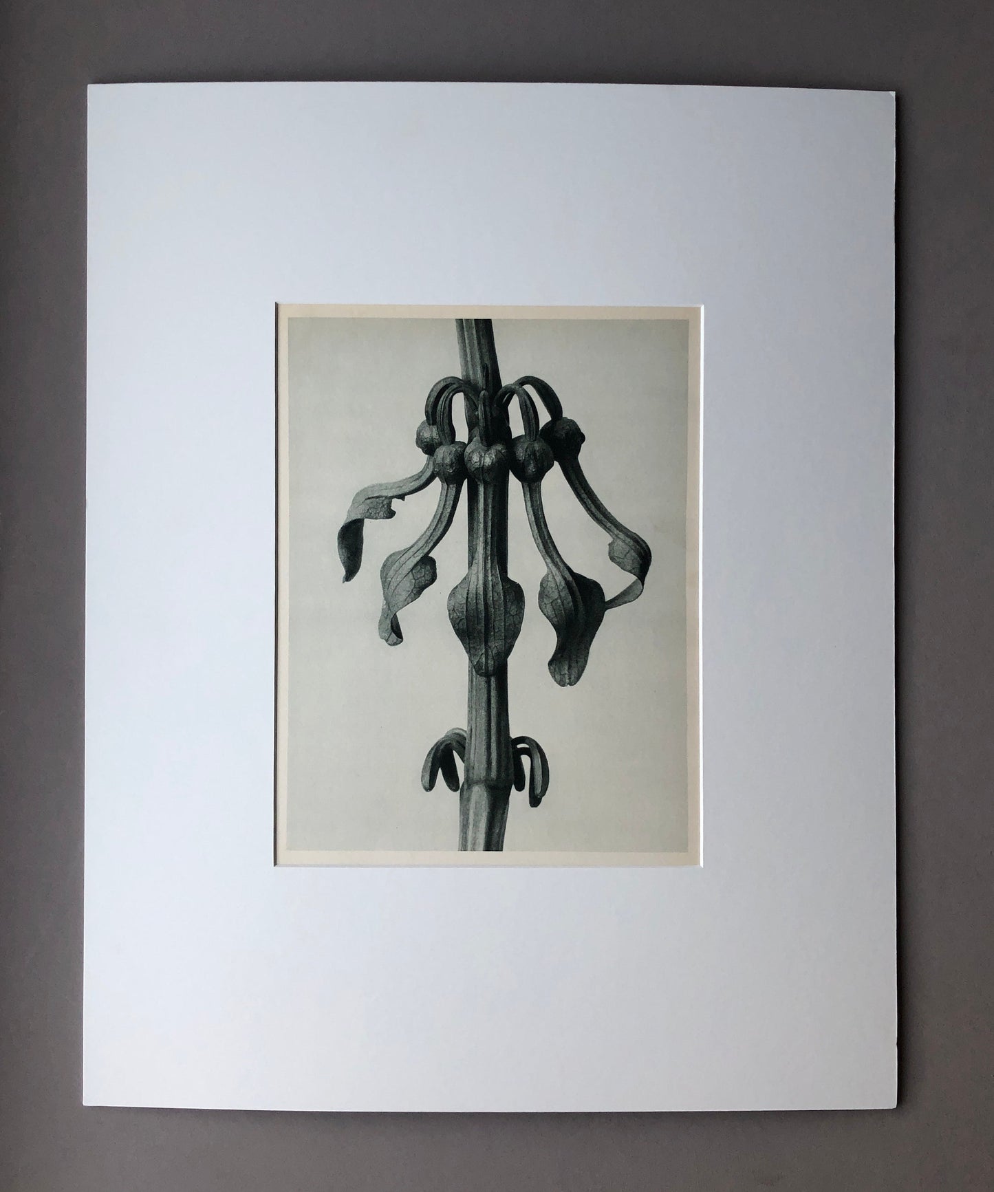 An Original Photogravure by Karl Blossfeldt. Aristolochia Clematitis. Upright Birthwort. 1930’s. Size with mount: 50 x 39.7 cms.