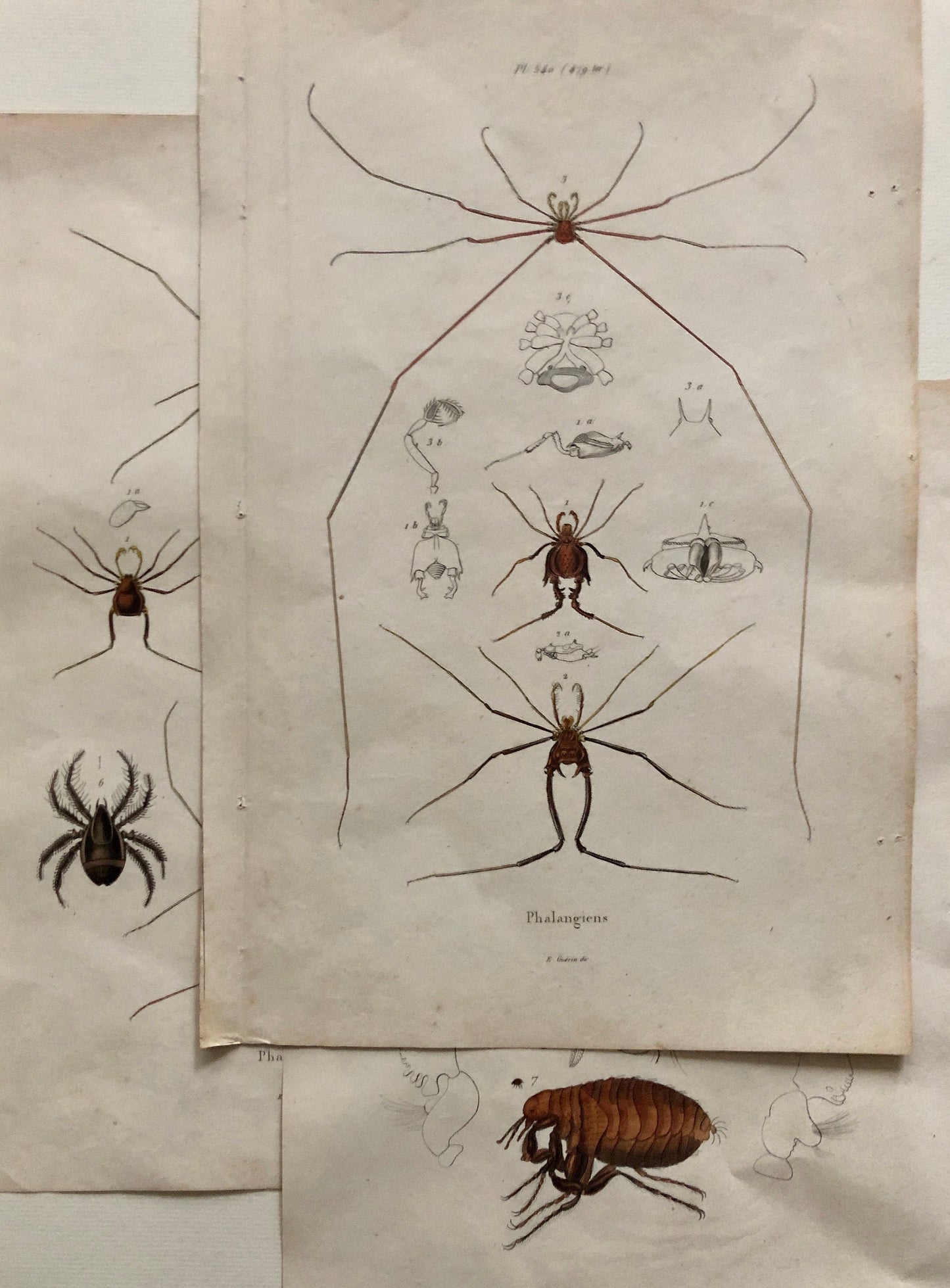 Three Antique Steel Engravings by E. Guérin. From a French Dictionary. Featuring Various Types of Spider and A Flea. Size: 29 x 18 cms.