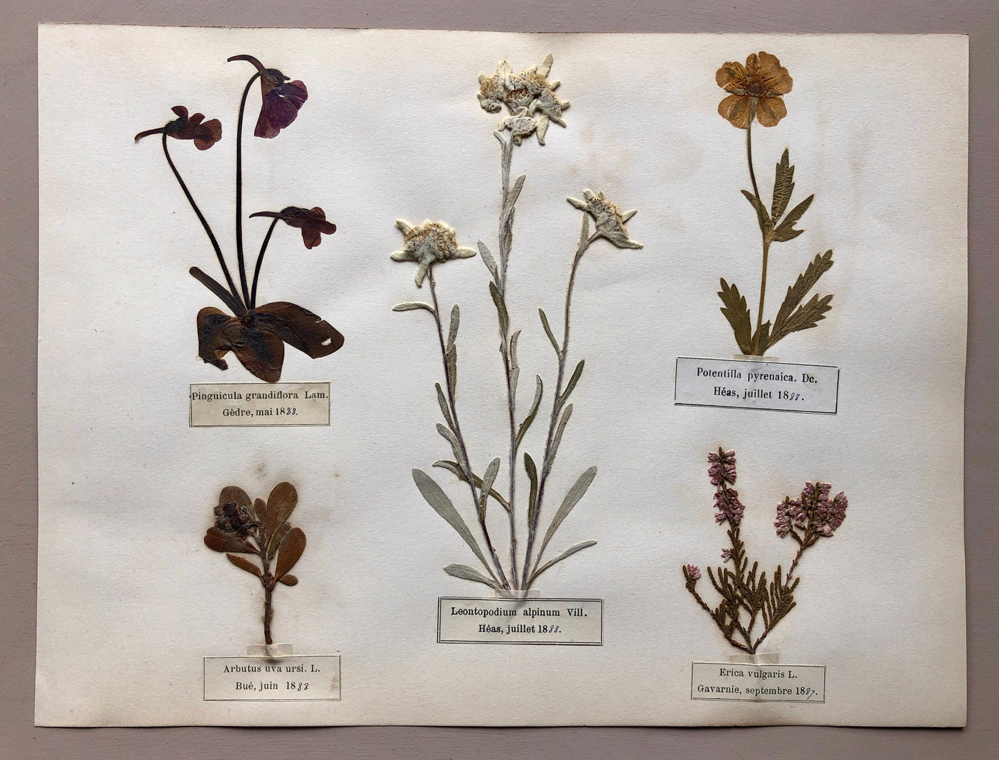 A Genuine French Herbiere of Excellent Quality. Winner of the Legion d’honneur. Dated 1887 and 1888. Size: 23.5 x 31 cms.