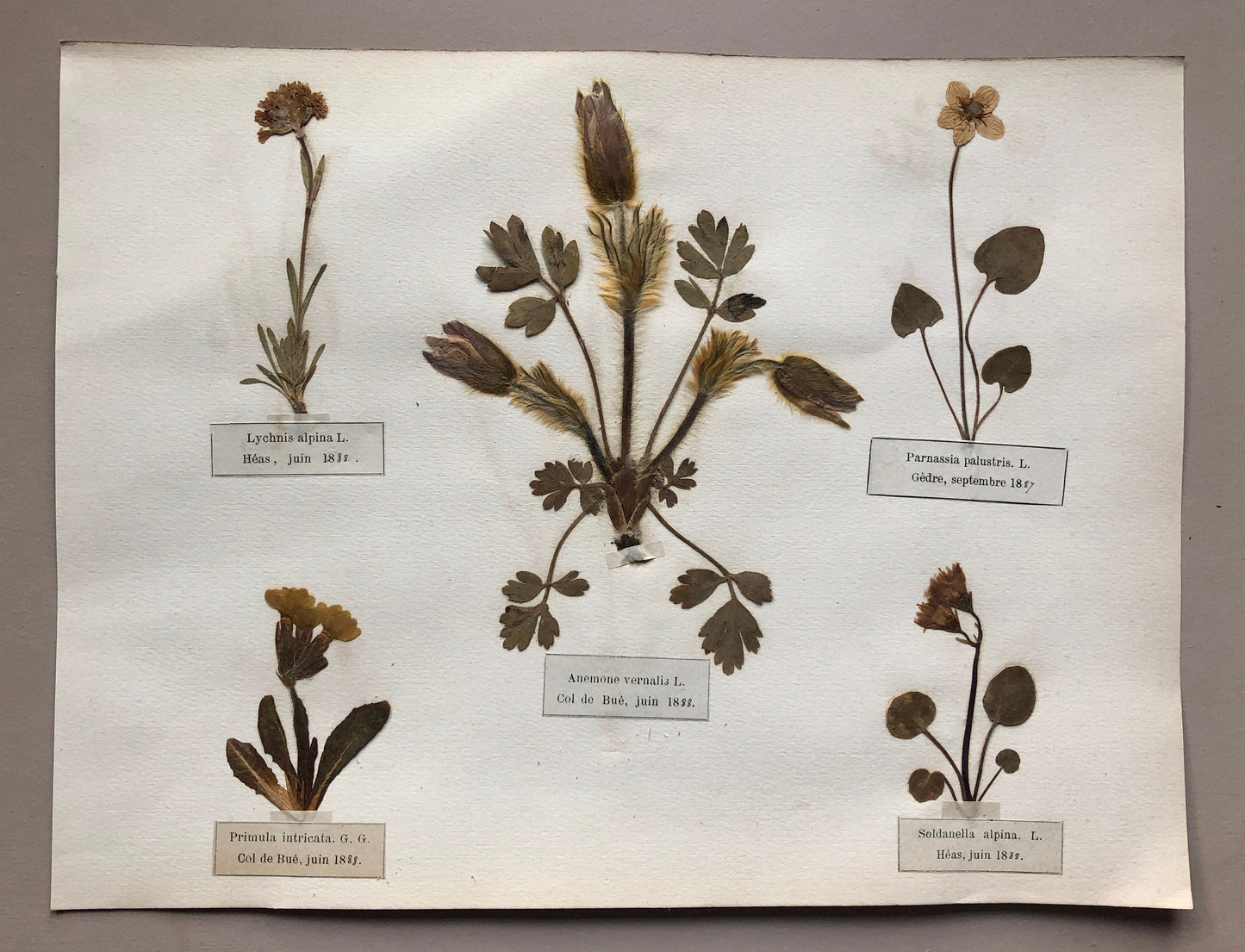 A Genuine French Herbiere. Of Excellent Quality. Winner of the Legion d’honneur/ . Dated 1887 and 1888. Size: 23.5 x 31 cms
