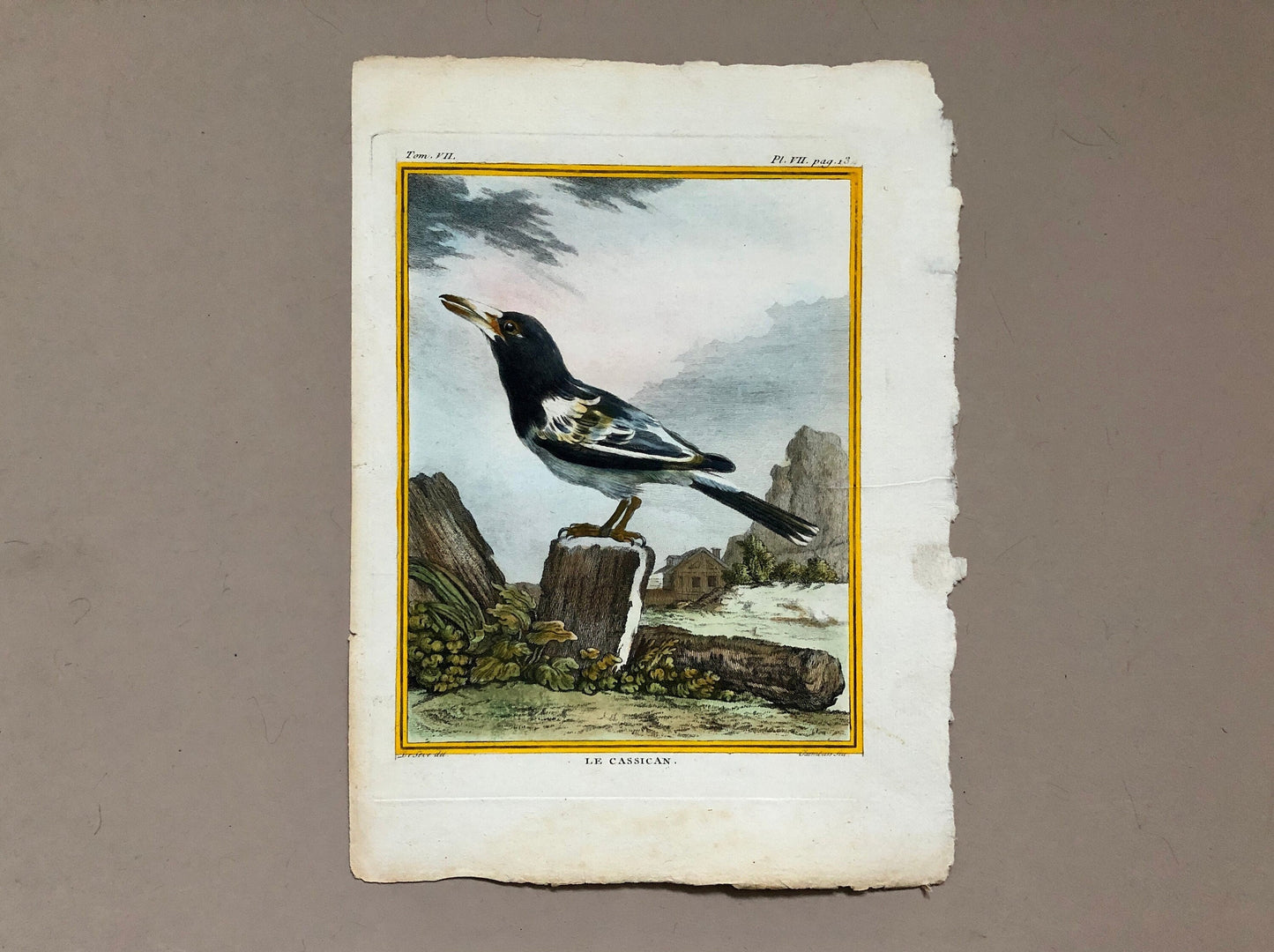 Le Cassican. An Original Hand-Coloured Engraving From “ Histoire Naturelle Des Oiseaux” by Buffon. Circa 1770. Size: 27.5 x 20 cms.