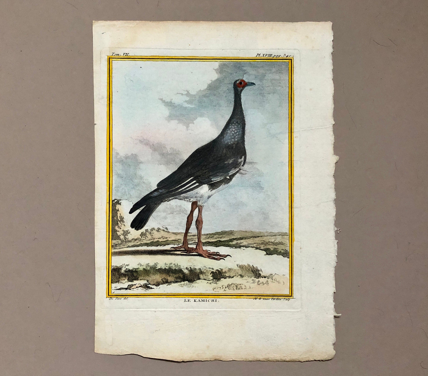 Le Kamichi. Antique Engraving from ‘Histoires Naturelle Des Oiseaux’ by Buffon. Circa 1780. Size: 27 x 19 cms