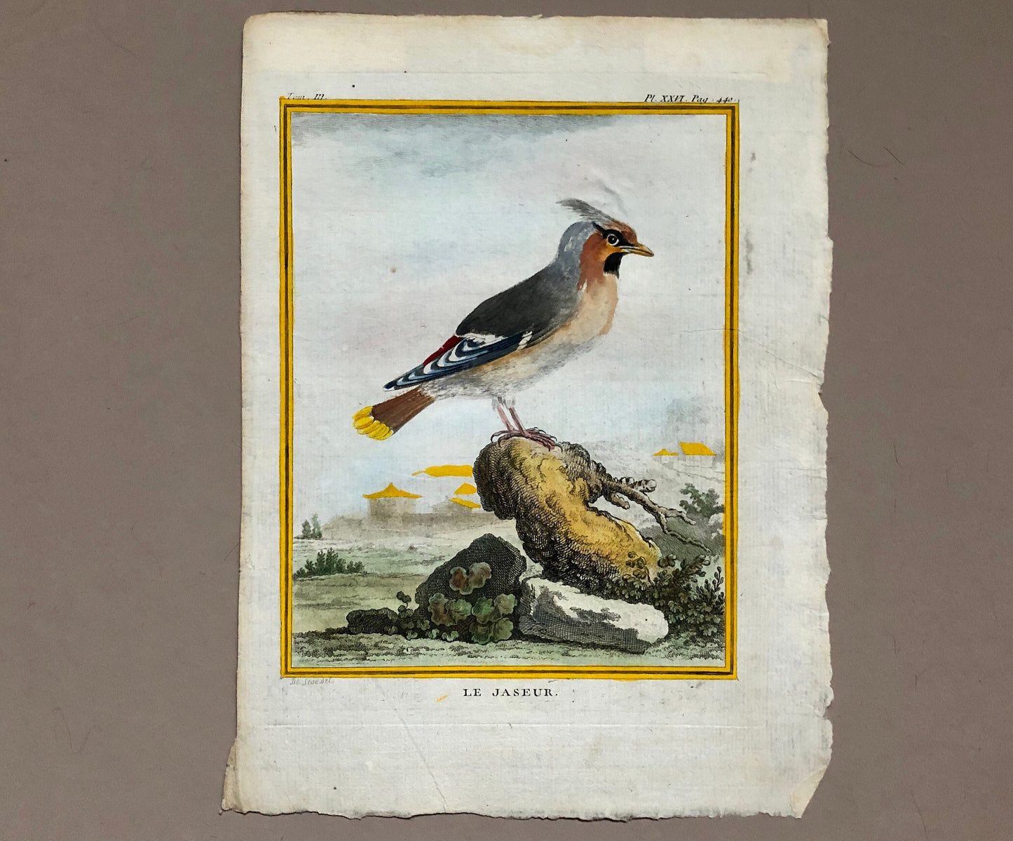 Le Jaseur. The Waxwing. An Original Engraving From ‘Histoire Naturelle Des Oiseaux’ by Buffon. Excellent Condition. Size: 27 x 20 cms.