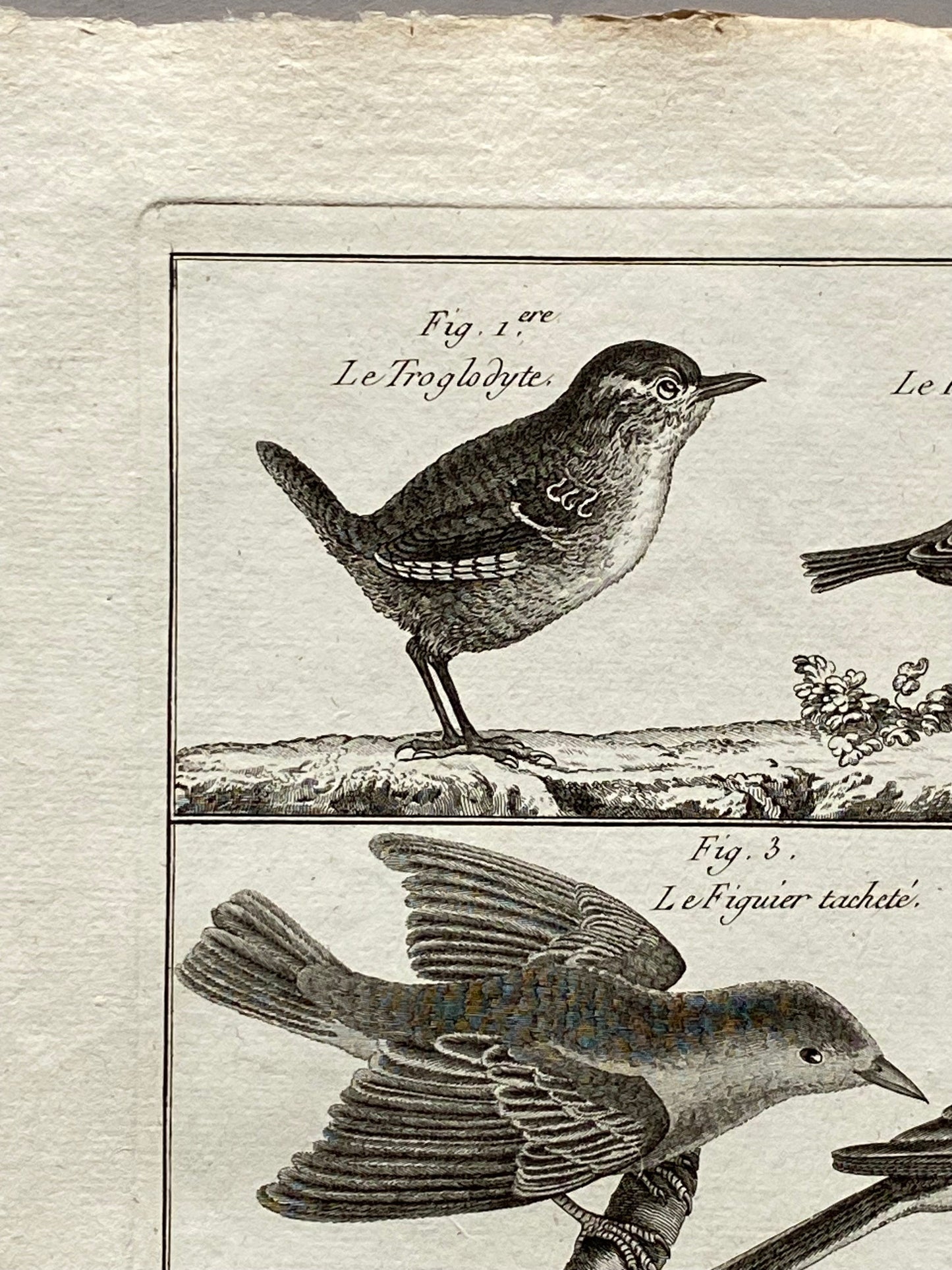 An antique Engraving of Birds by Bernard Direxit. Wren. French. Late 18th Century. Size of whole plate: 20.5 x 31.5 cms.