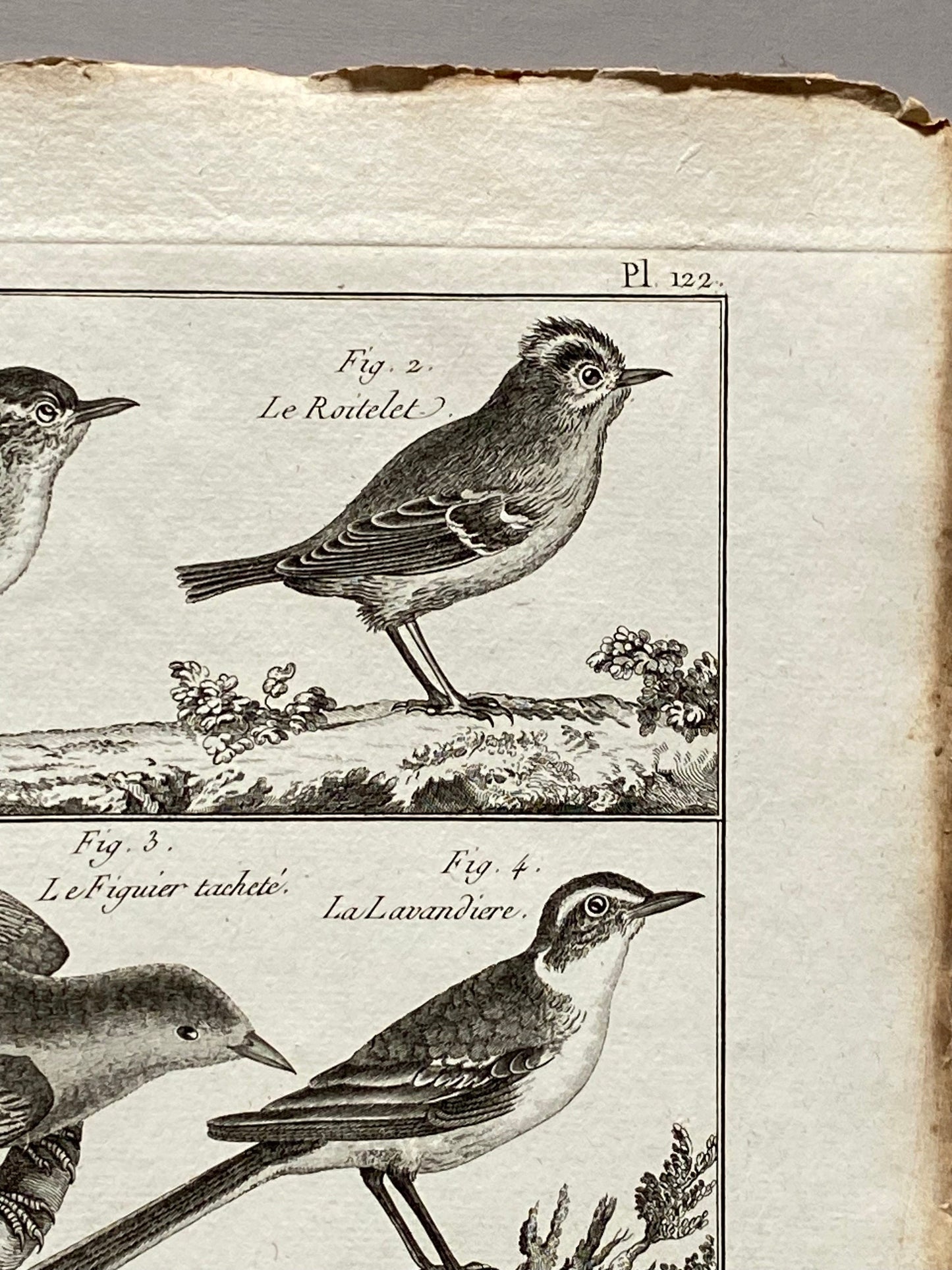 An antique Engraving of Birds by Bernard Direxit. Wren. French. Late 18th Century. Size of whole plate: 20.5 x 31.5 cms.