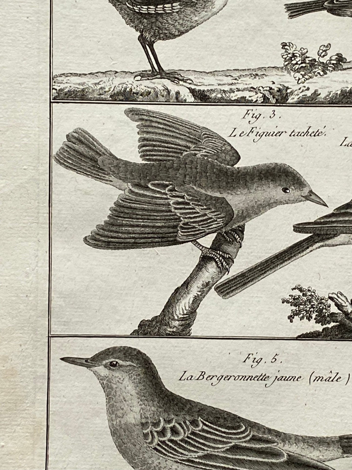 An antique Engraving of Birds by Bernard Direxit. Wren. French. Late 18th Century. Size of whole plate: 20.5 x 31.5 cms.
