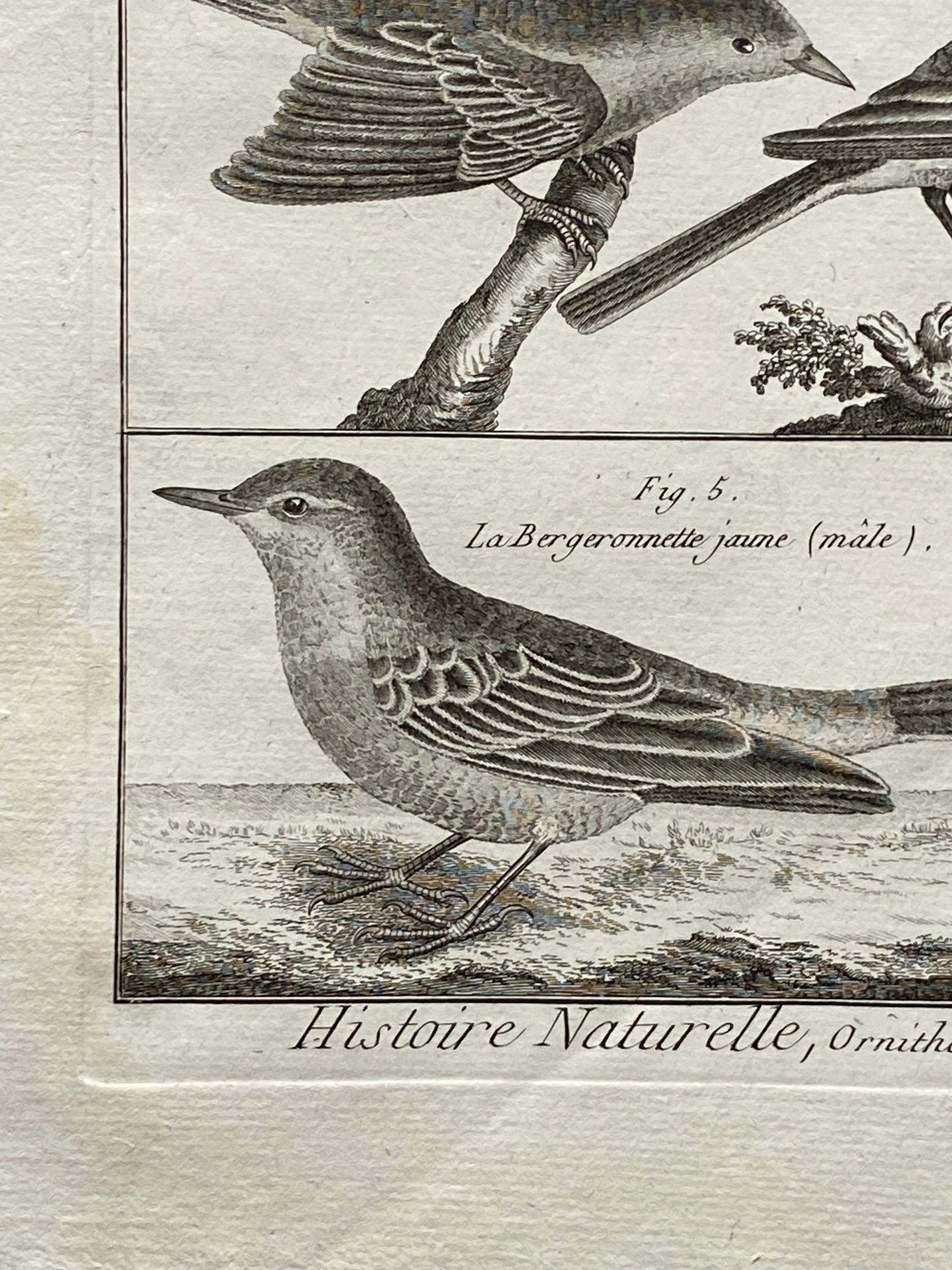 An antique Engraving of Birds by Bernard Direxit. Wren. French. Late 18th Century. Size of whole plate: 20.5 x 31.5 cms.