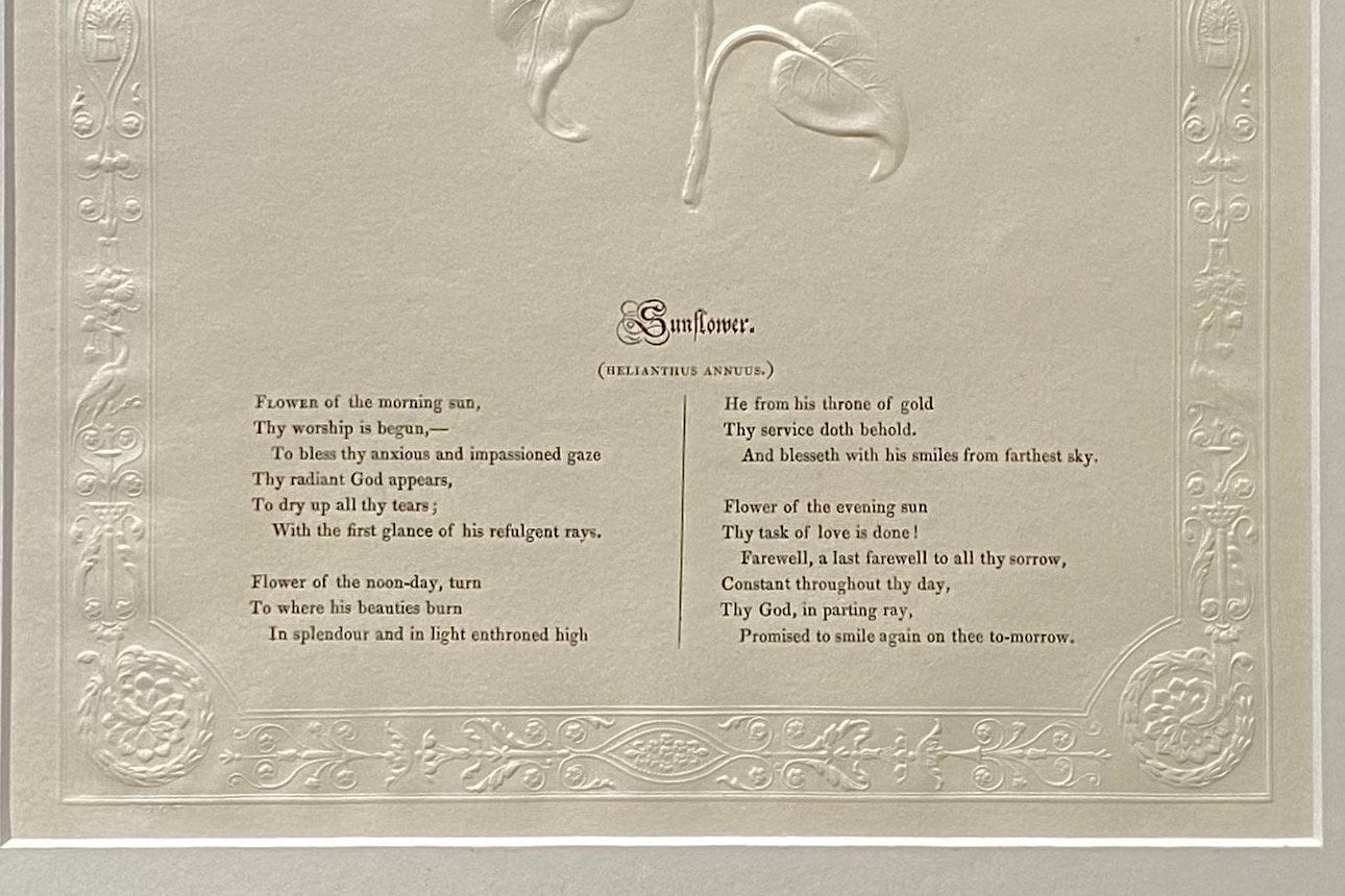 Sunflower. An Antique Embossed Paper Image. With Poem in Black Script. Framed Using Clear Glass in a Limed Frame. Size: 35 x 30.5 cms.