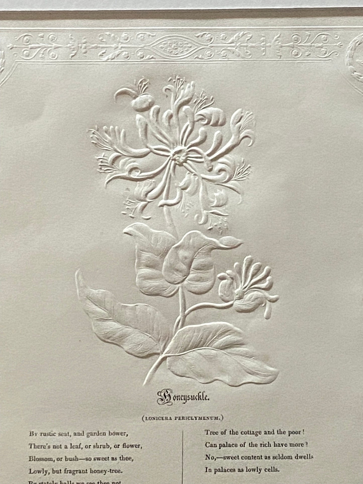 Honeysuckle. An Antique Embossed Paper Image. With Poem in Black Script. Framed Using Clear Glass in a Limed Frame. Size: 35 x 30.5 cms.