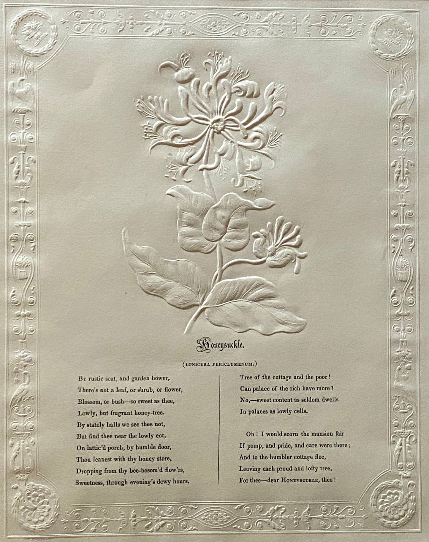 Honeysuckle. An Antique Embossed Paper Image. With Poem in Black Script. Framed Using Clear Glass in a Limed Frame. Size: 35 x 30.5 cms.