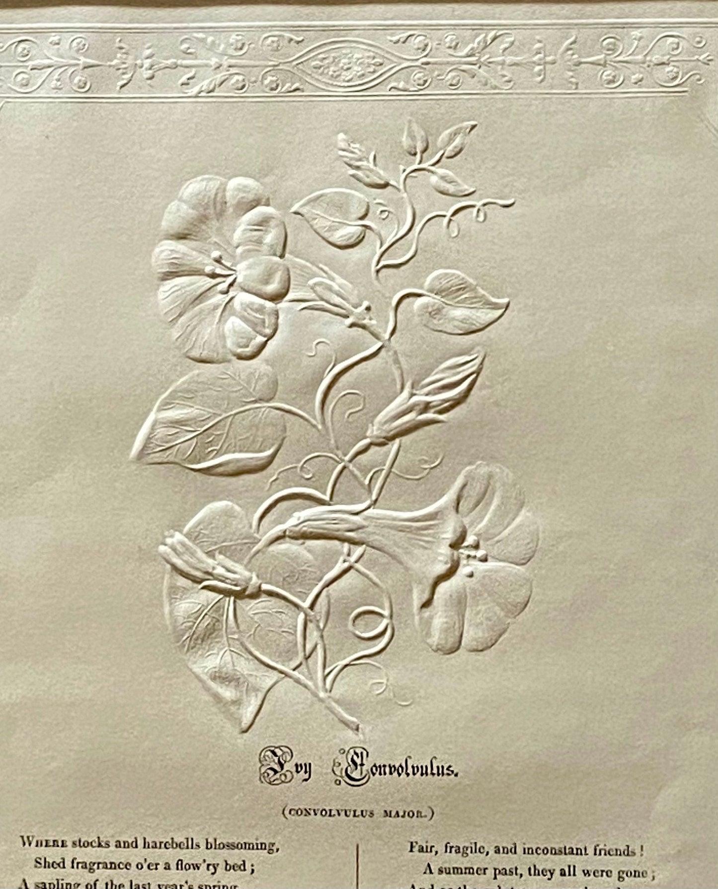 Ivy Conconvulus. An Antique Embossed Paper Image. With Poem in Black Script. Framed Using Clear Glass in a Limed Frame. Size: 35 x 30.5 cms.